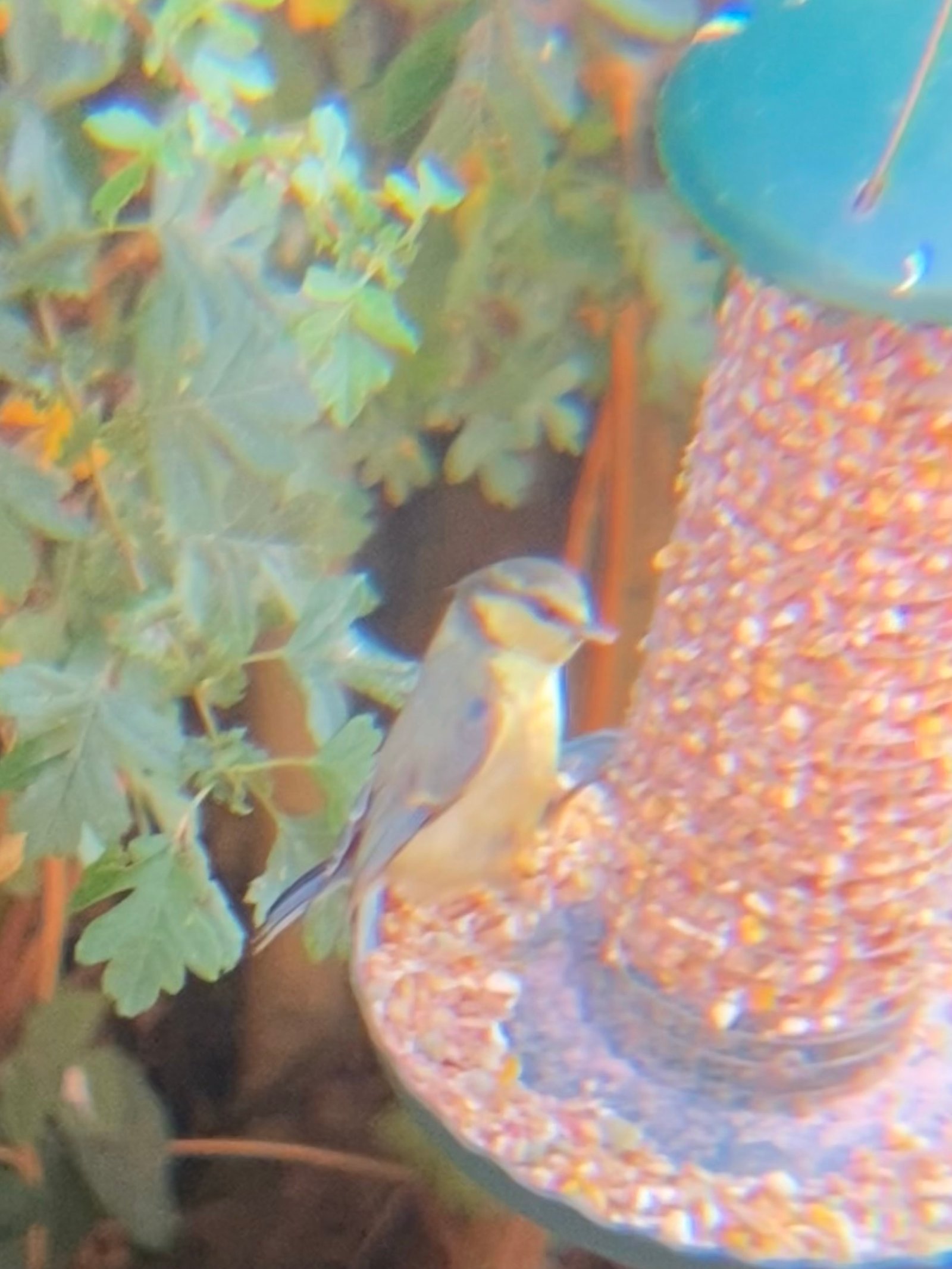 Eurasian Blue Tit photographed by Jess