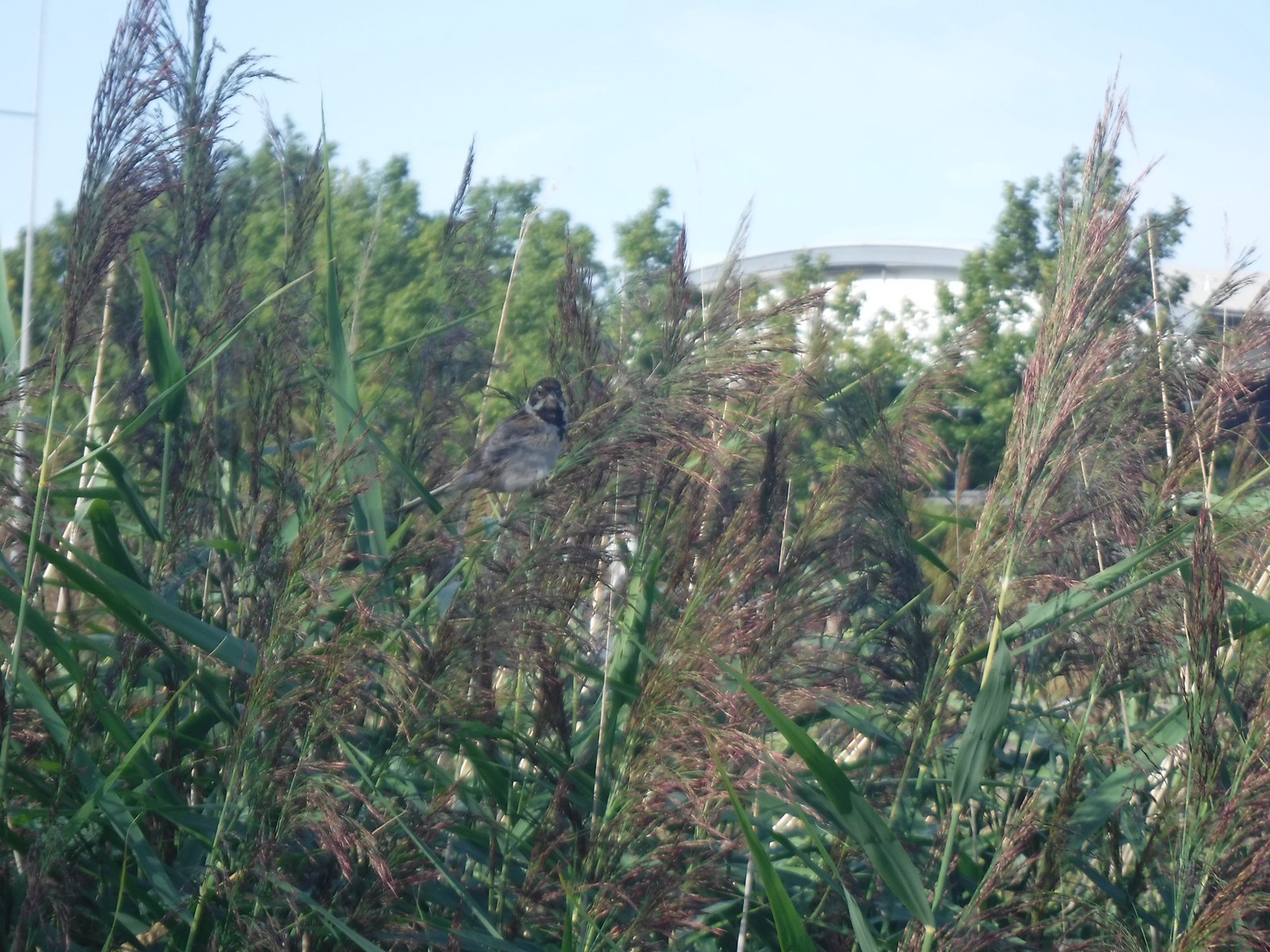 Common Reed Bunting photographed by Jess