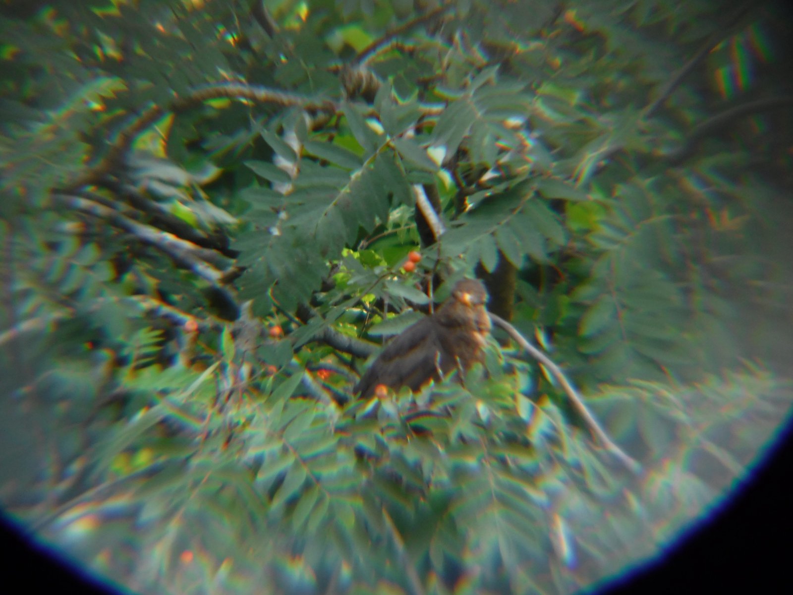 Common Blackbird photographed by Jess