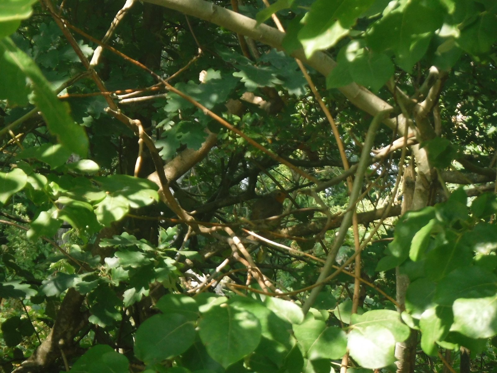 European Robin photographed by Jess