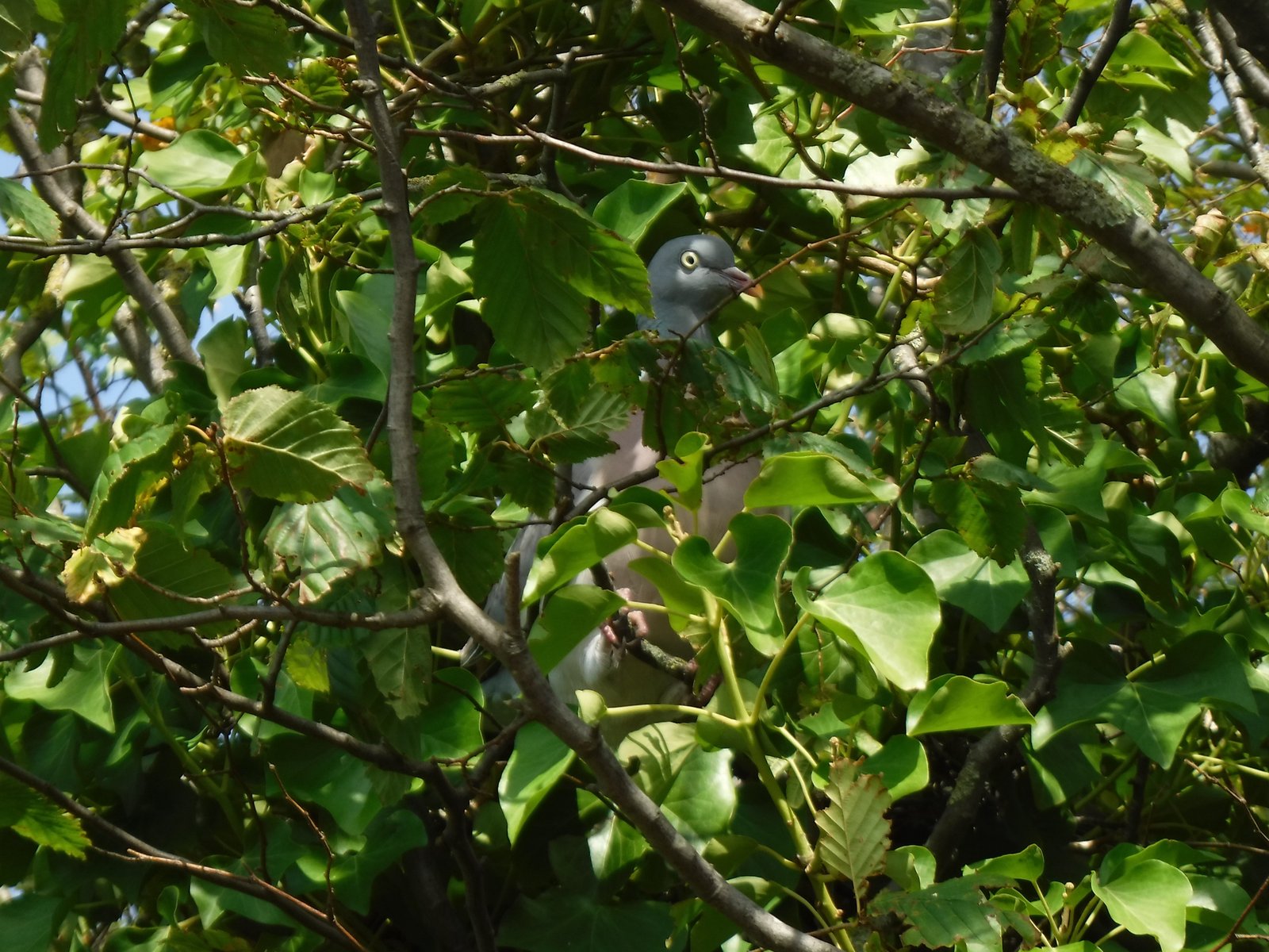 Common Wood Pigeon photographed by Jess
