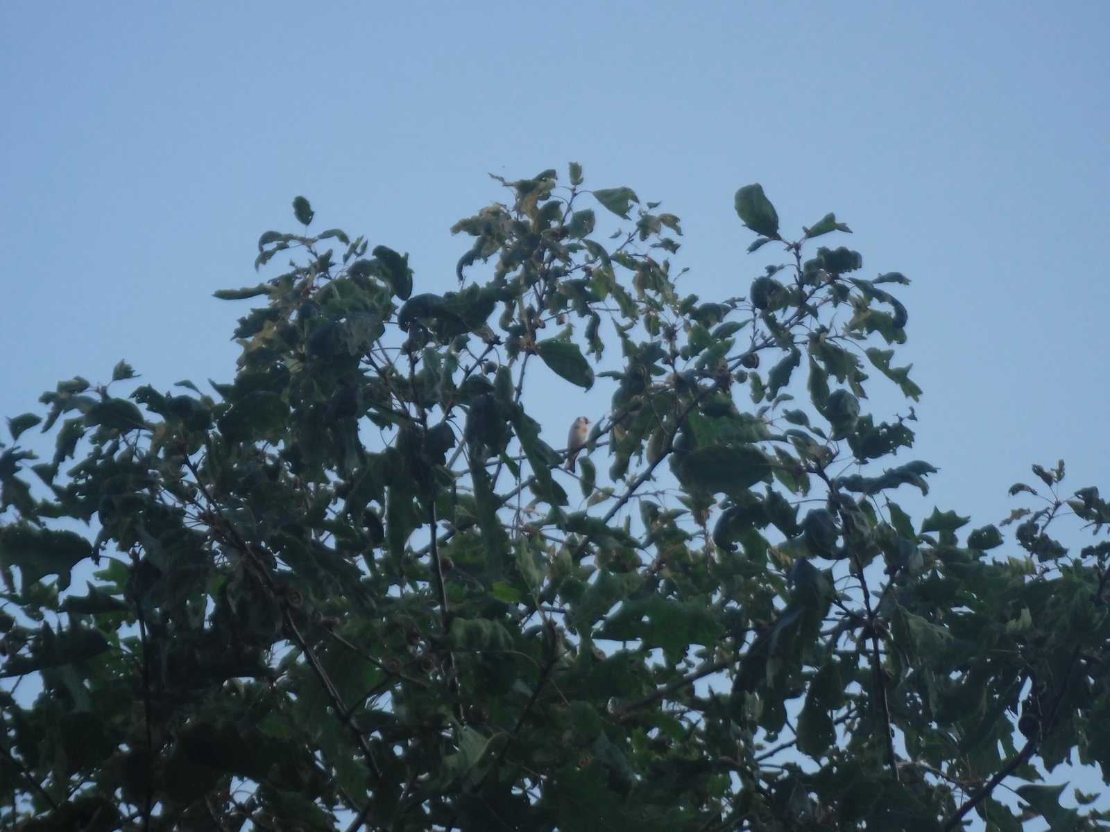 European Goldfinch photographed by Jess