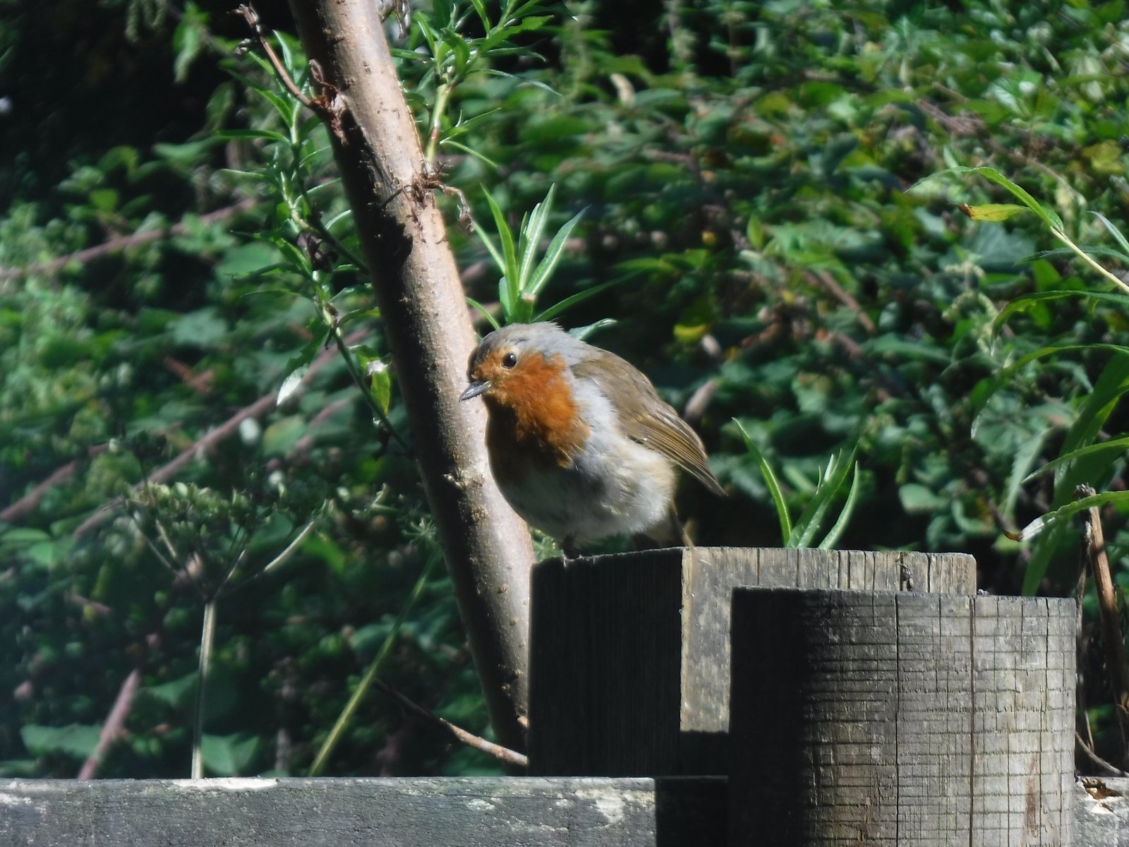 European Robin photographed by Jess