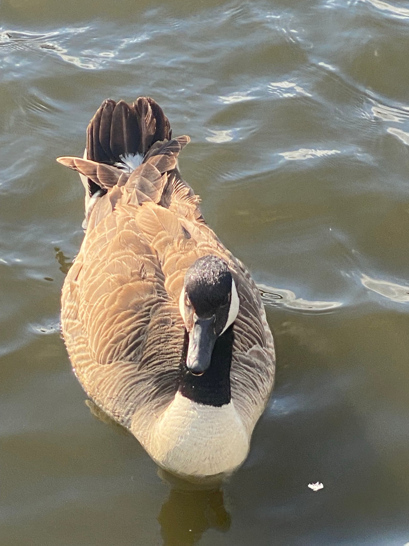 Canada Goose photographed by Jess