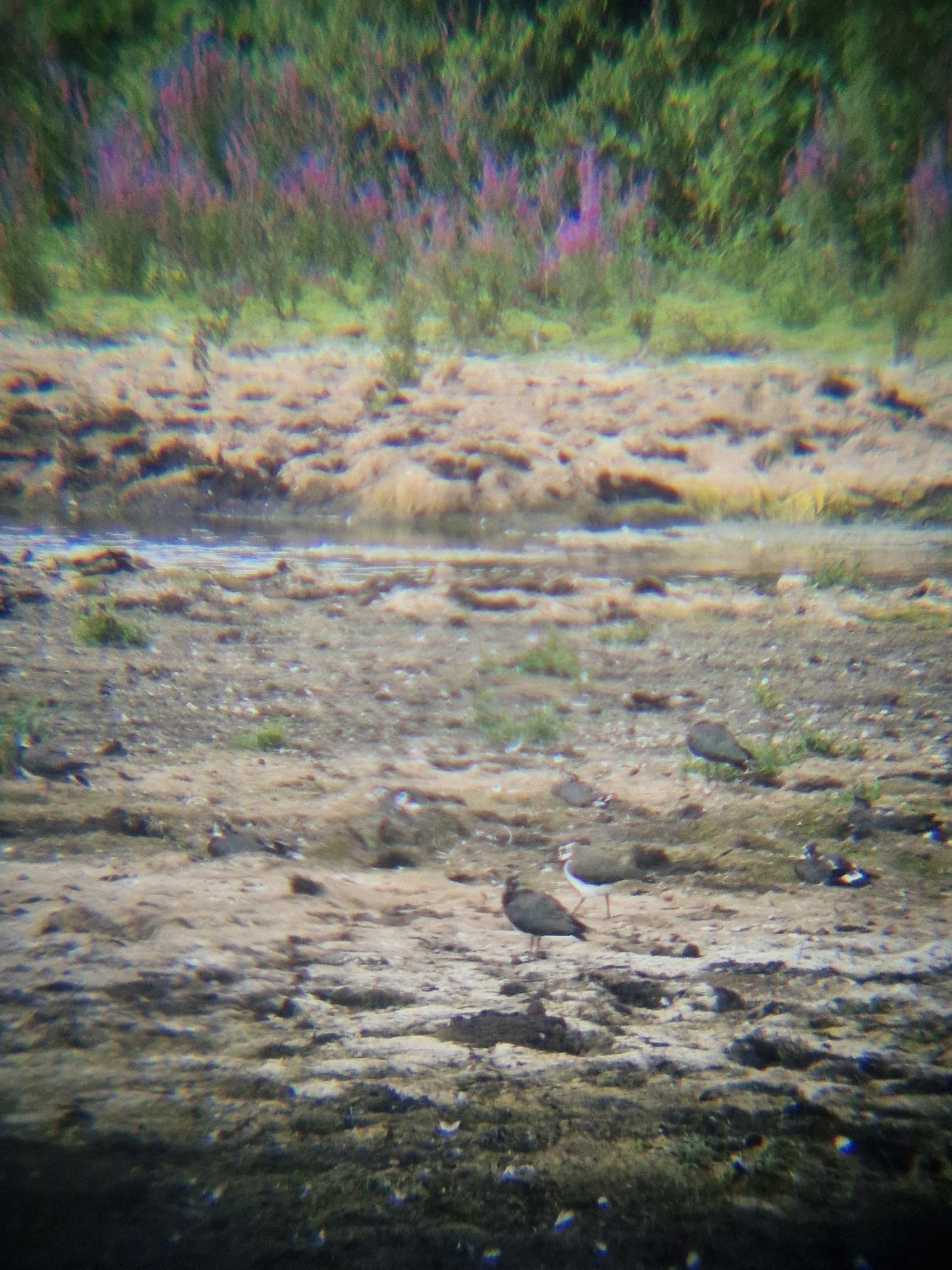 Northern Lapwing photographed by Jess