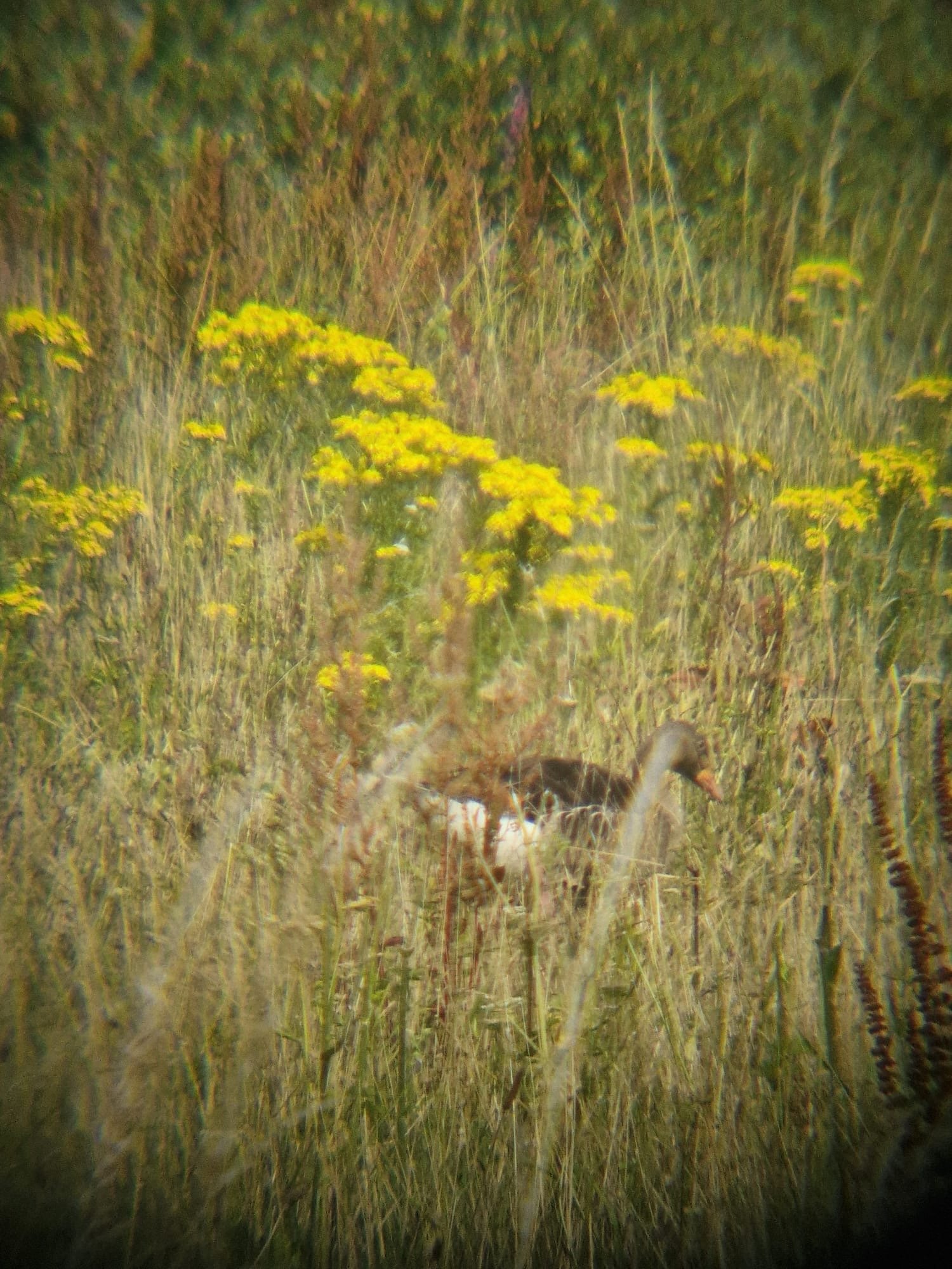 Greylag Goose photographed by Jess