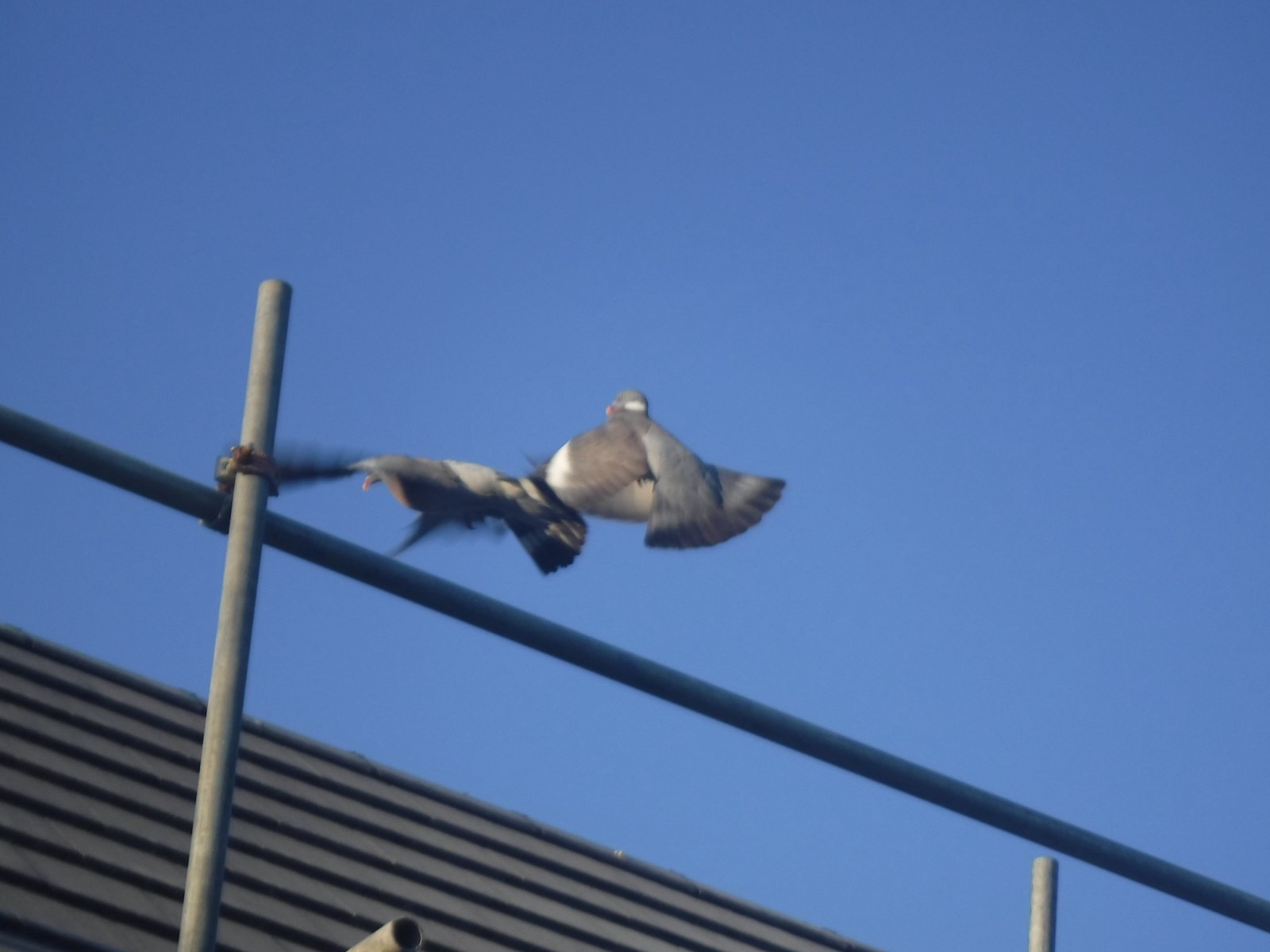 Common Wood Pigeon photographed by Jess