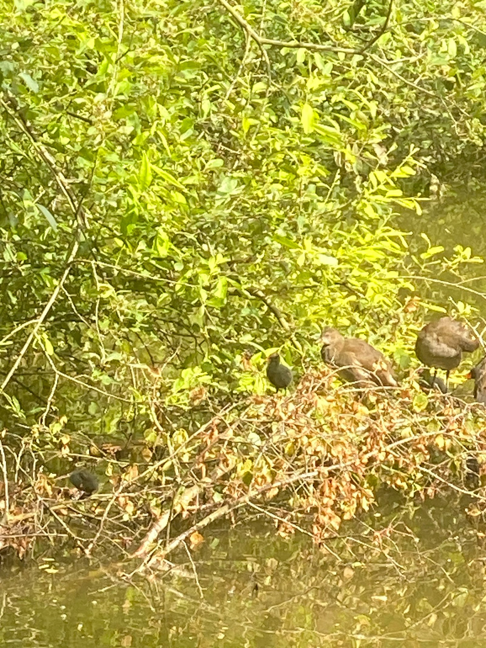 Common Moorhen photographed by Jess
