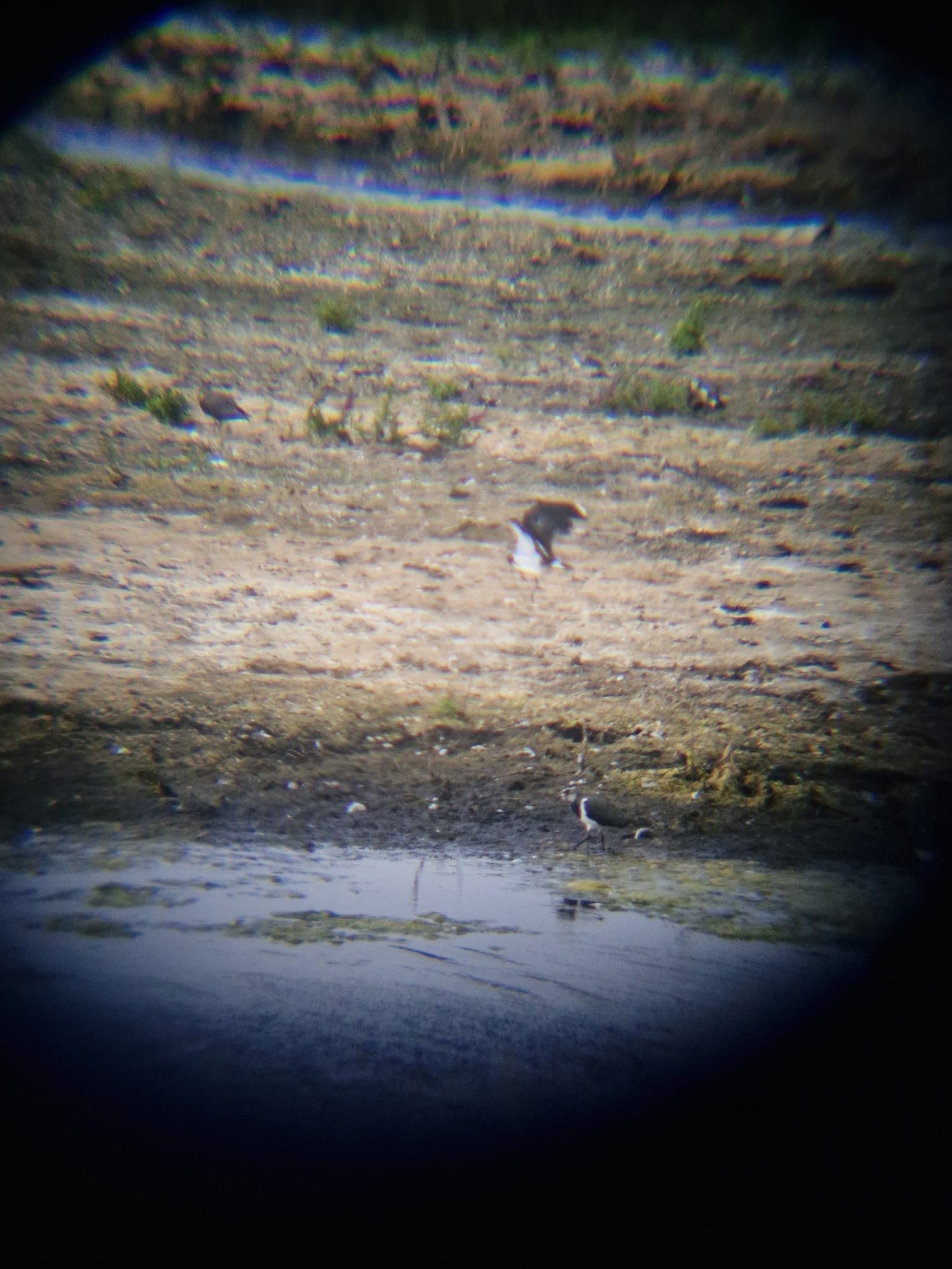 Northern Lapwing photographed by Jess