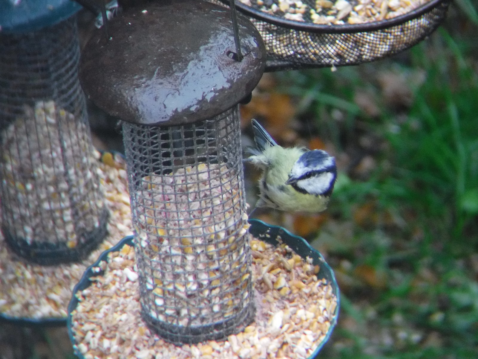 Eurasian Blue Tit photographed by Jess