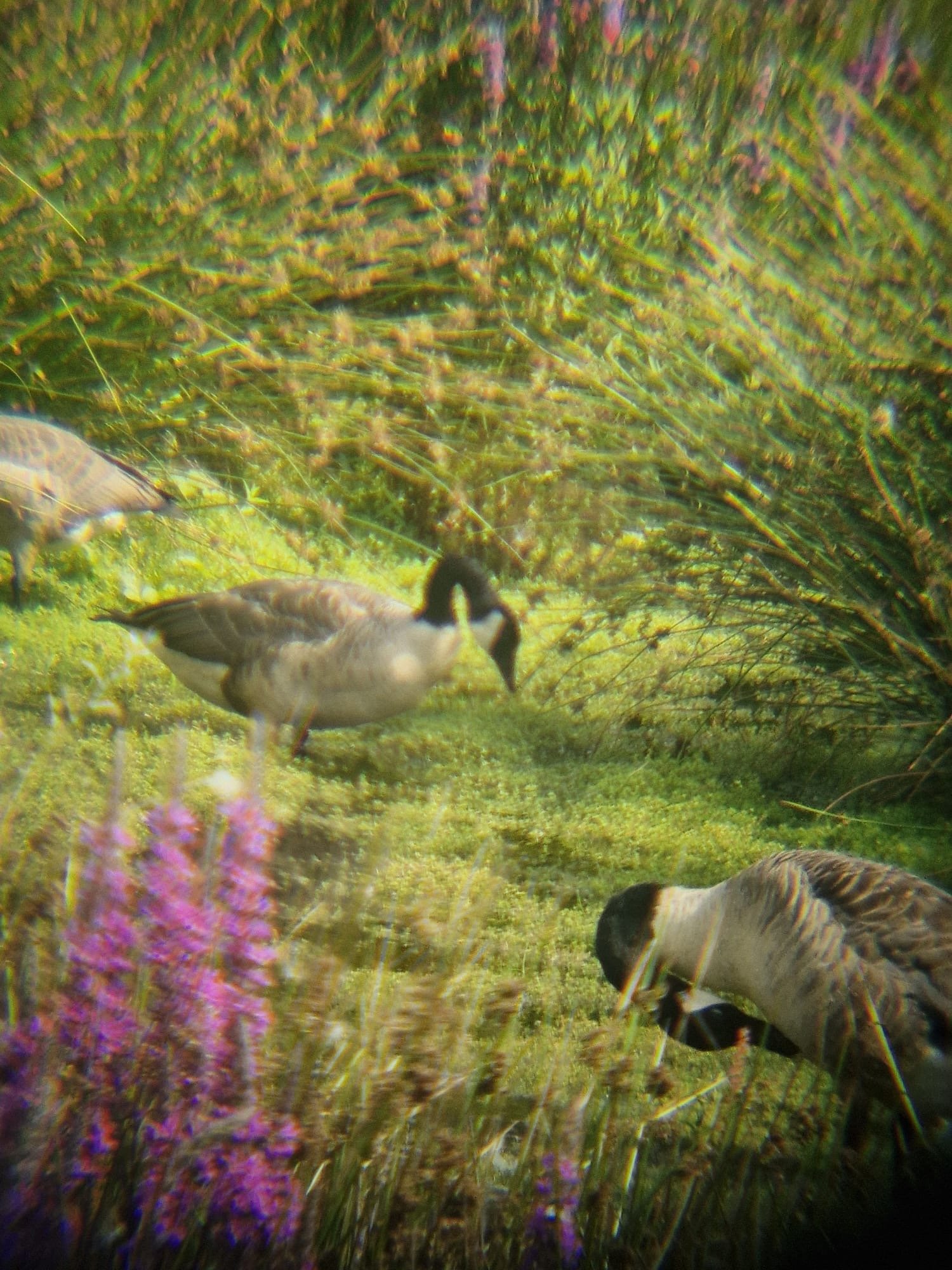 Canada Goose photographed by Jess
