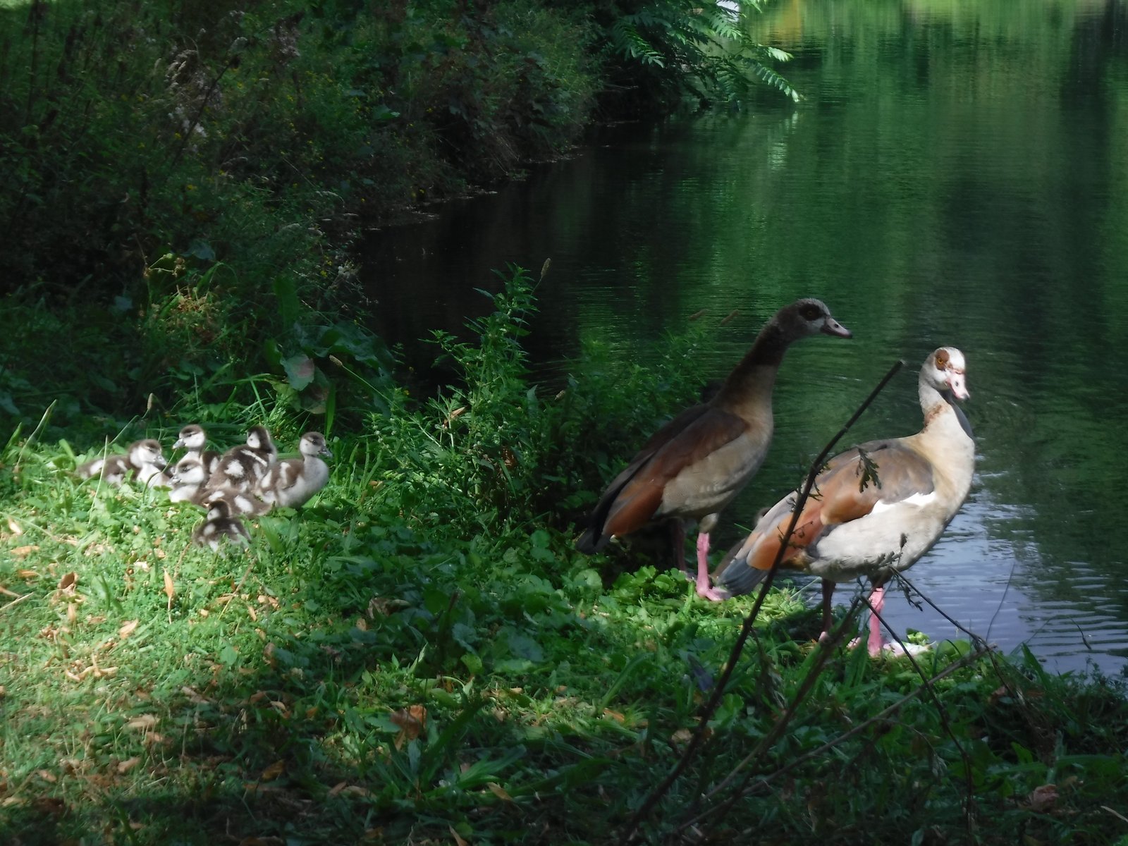 Egyptian Goose photographed by Jess