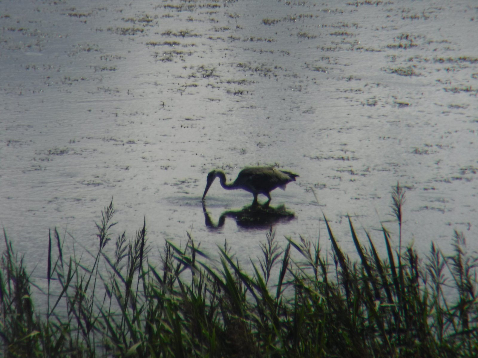 Grey Heron photographed by Jess
