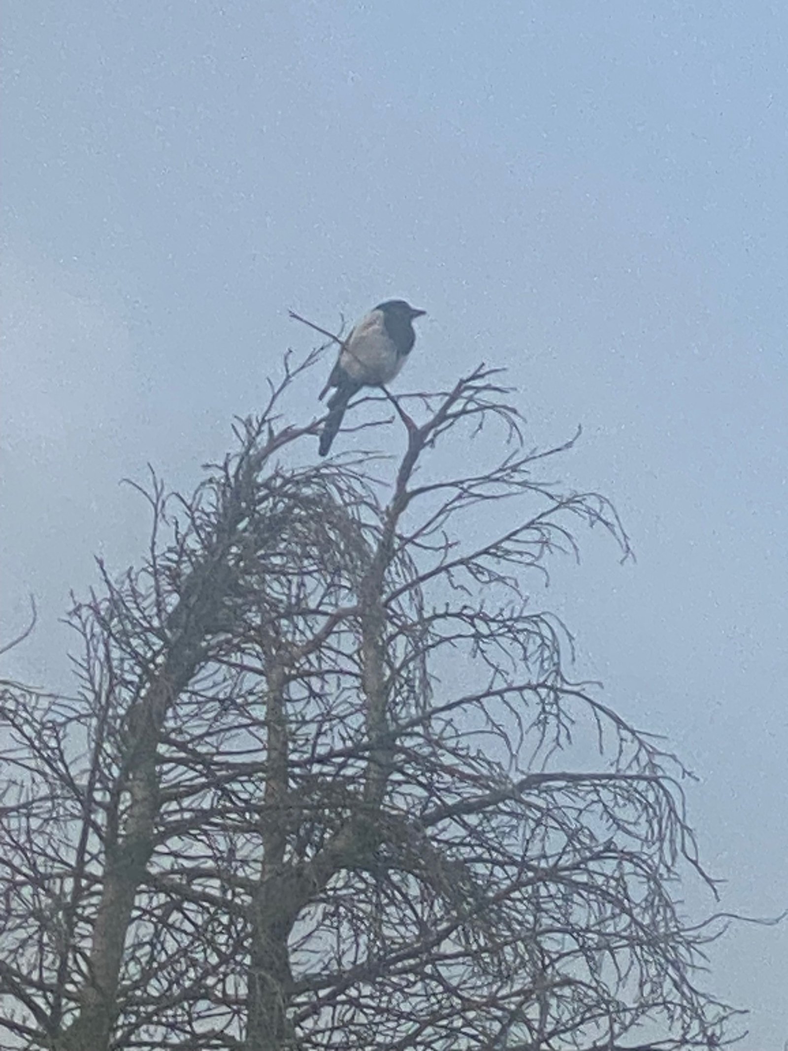 Eurasian Magpie photographed by Jess