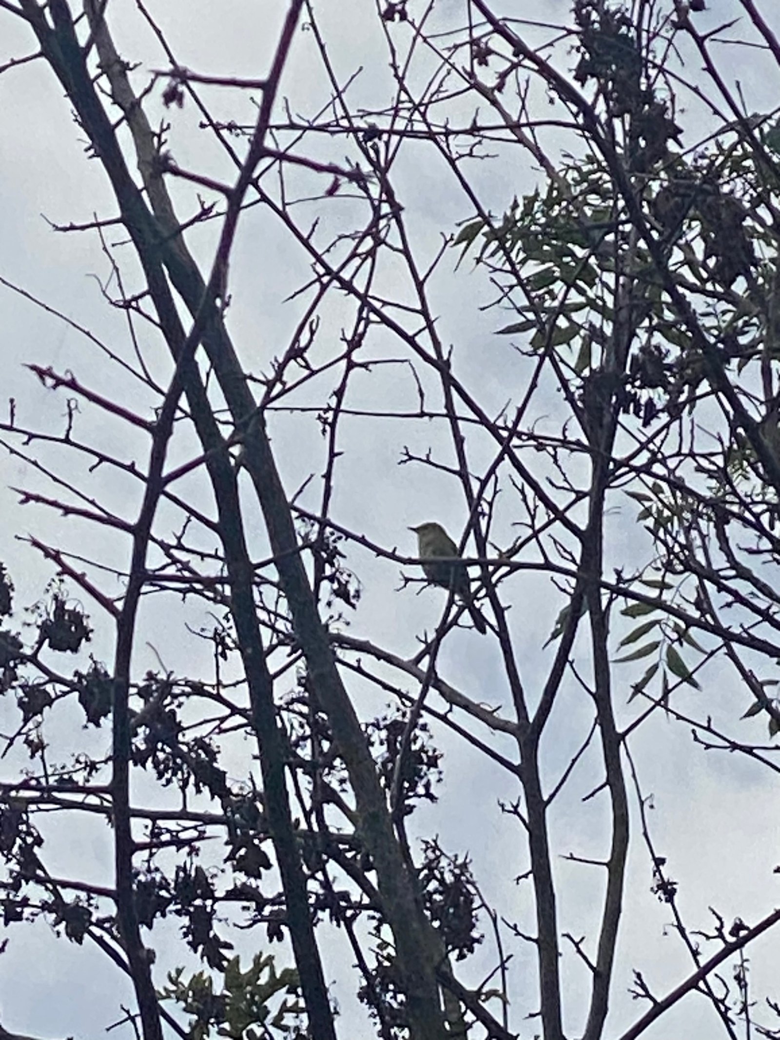 Common Chiffchaff photographed by Jess
