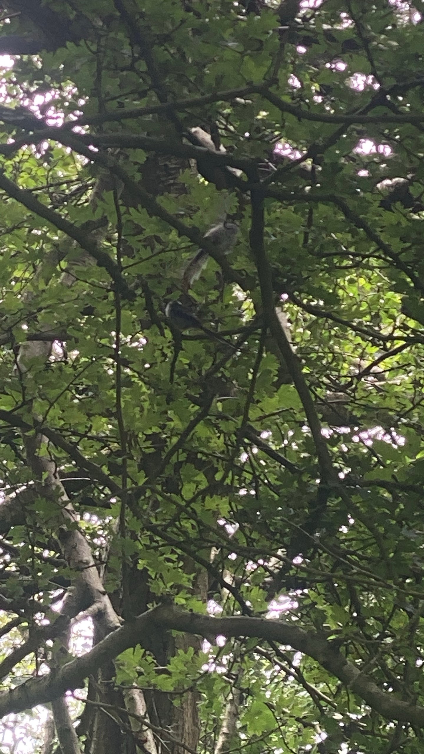 Long-tailed Tit photographed by Jess