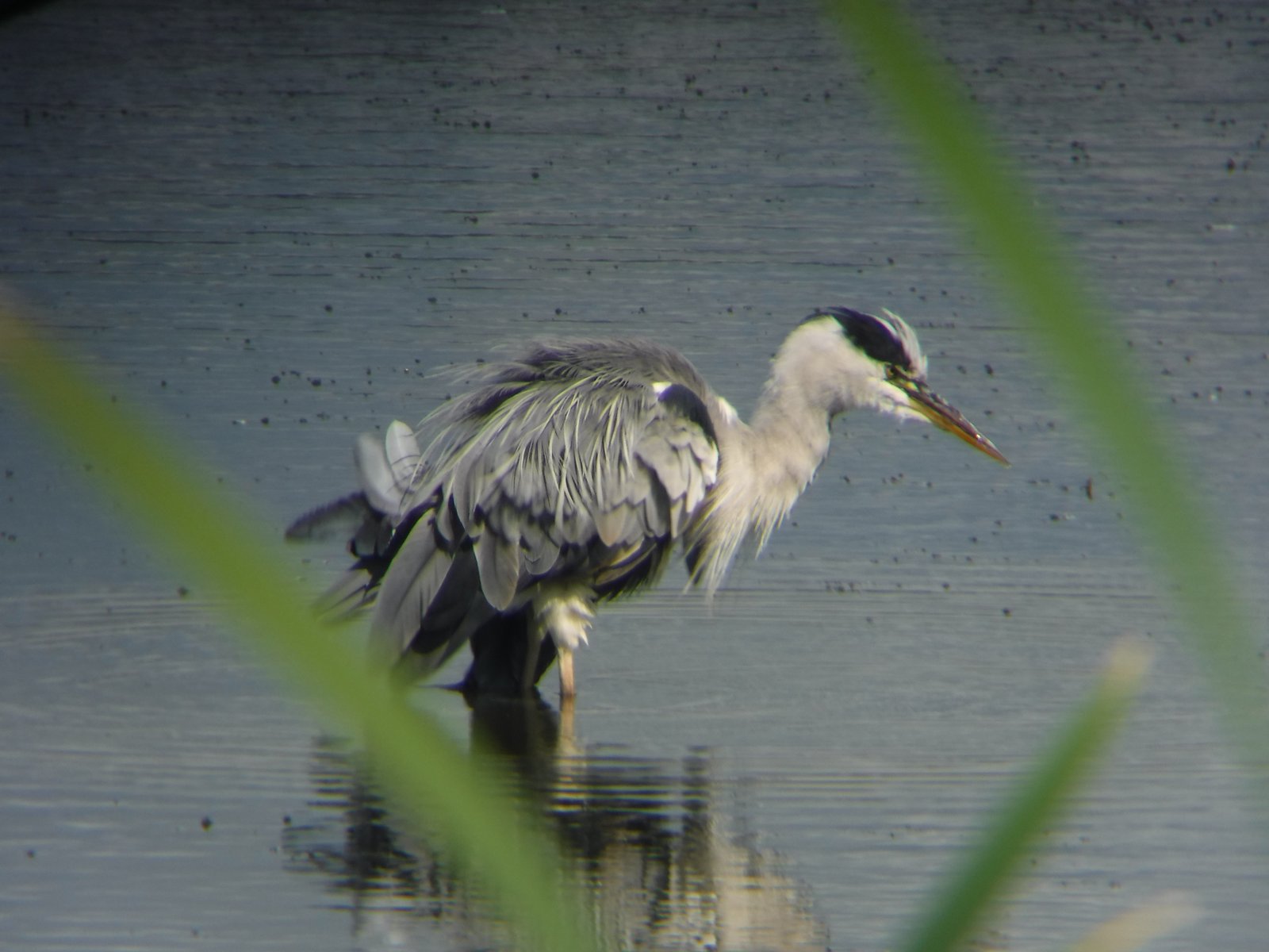 Grey Heron photographed by Jess