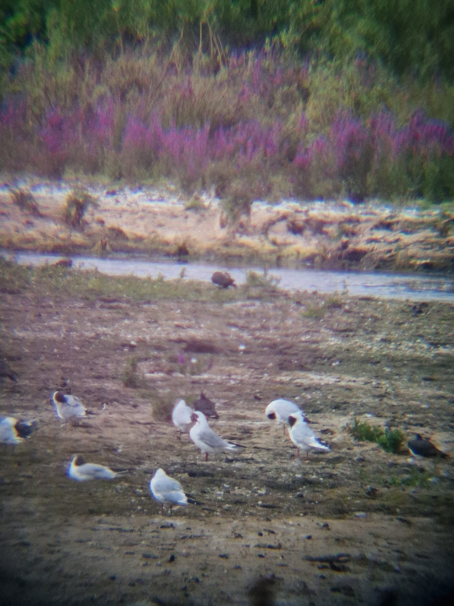 Black-headed Gull photographed by Jess