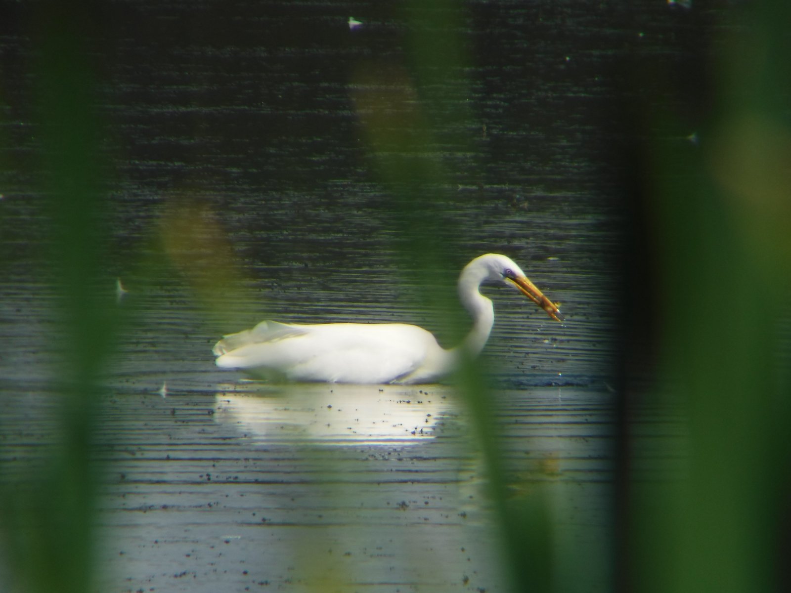 Great Egret photographed by Jess