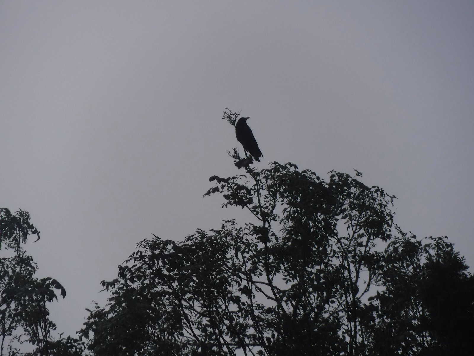 Northern Raven photographed by Jess
