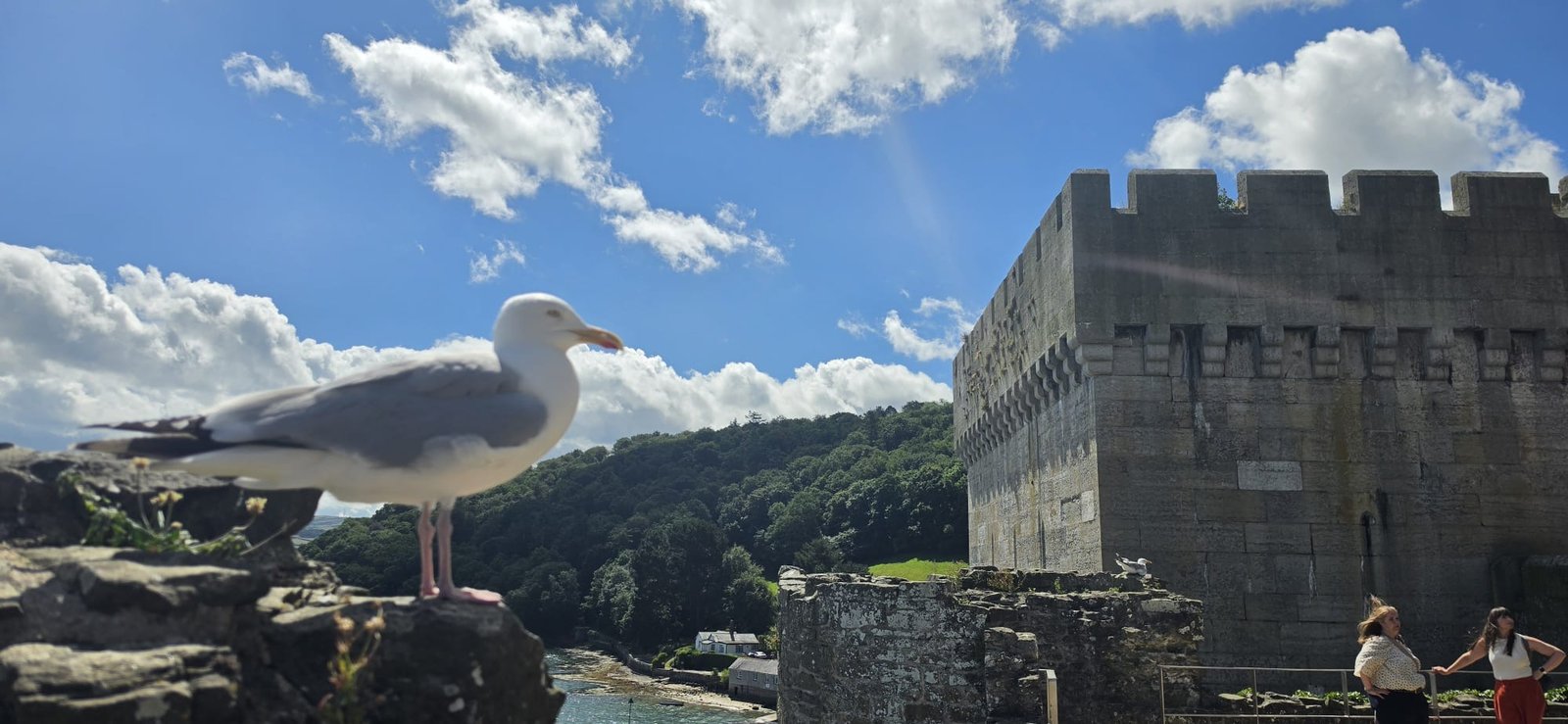 European Herring Gull photographed by Jess