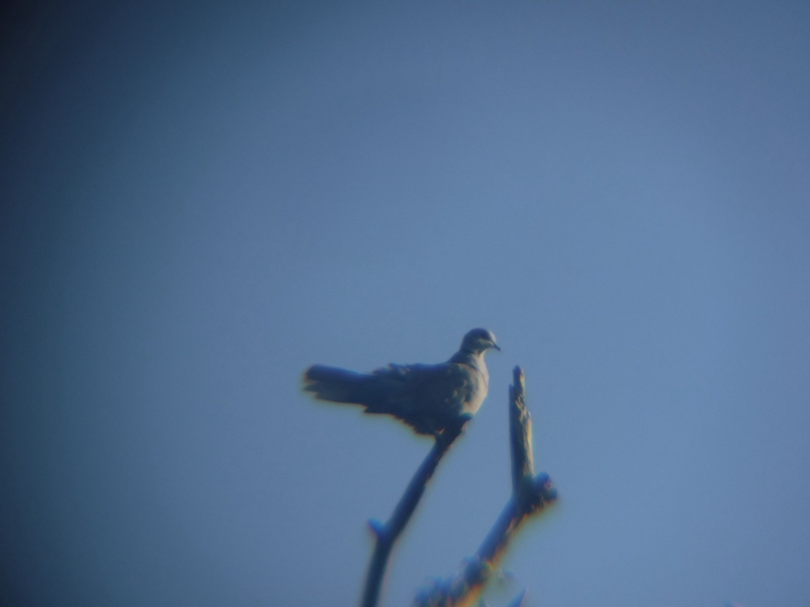 Eurasian Collared Dove photographed by Jess