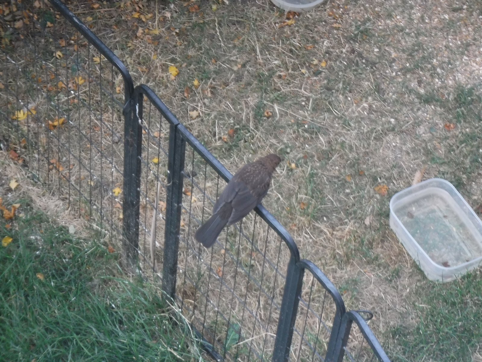 Common Blackbird photographed by Jess