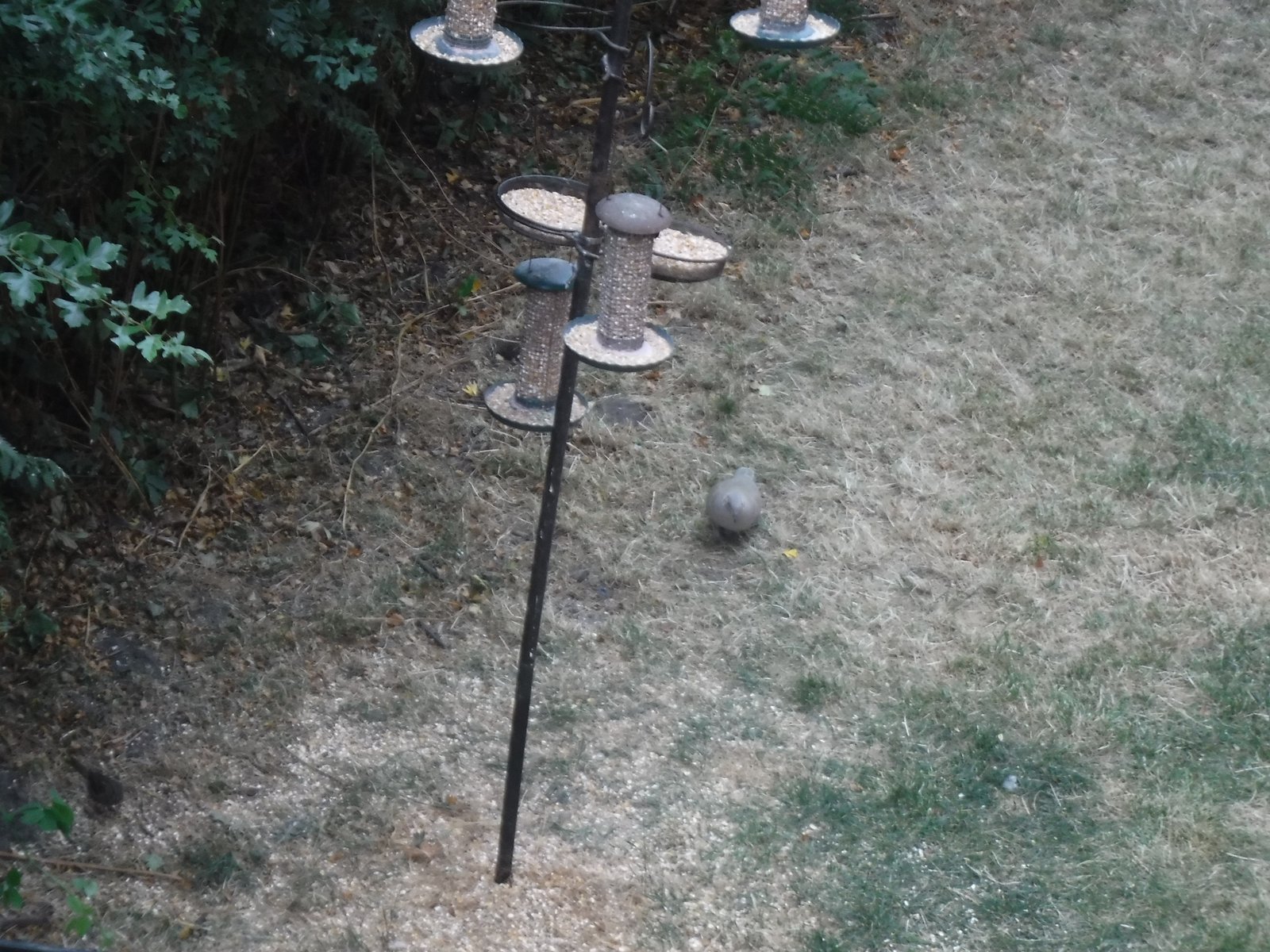 Eurasian Collared Dove photographed by Jess