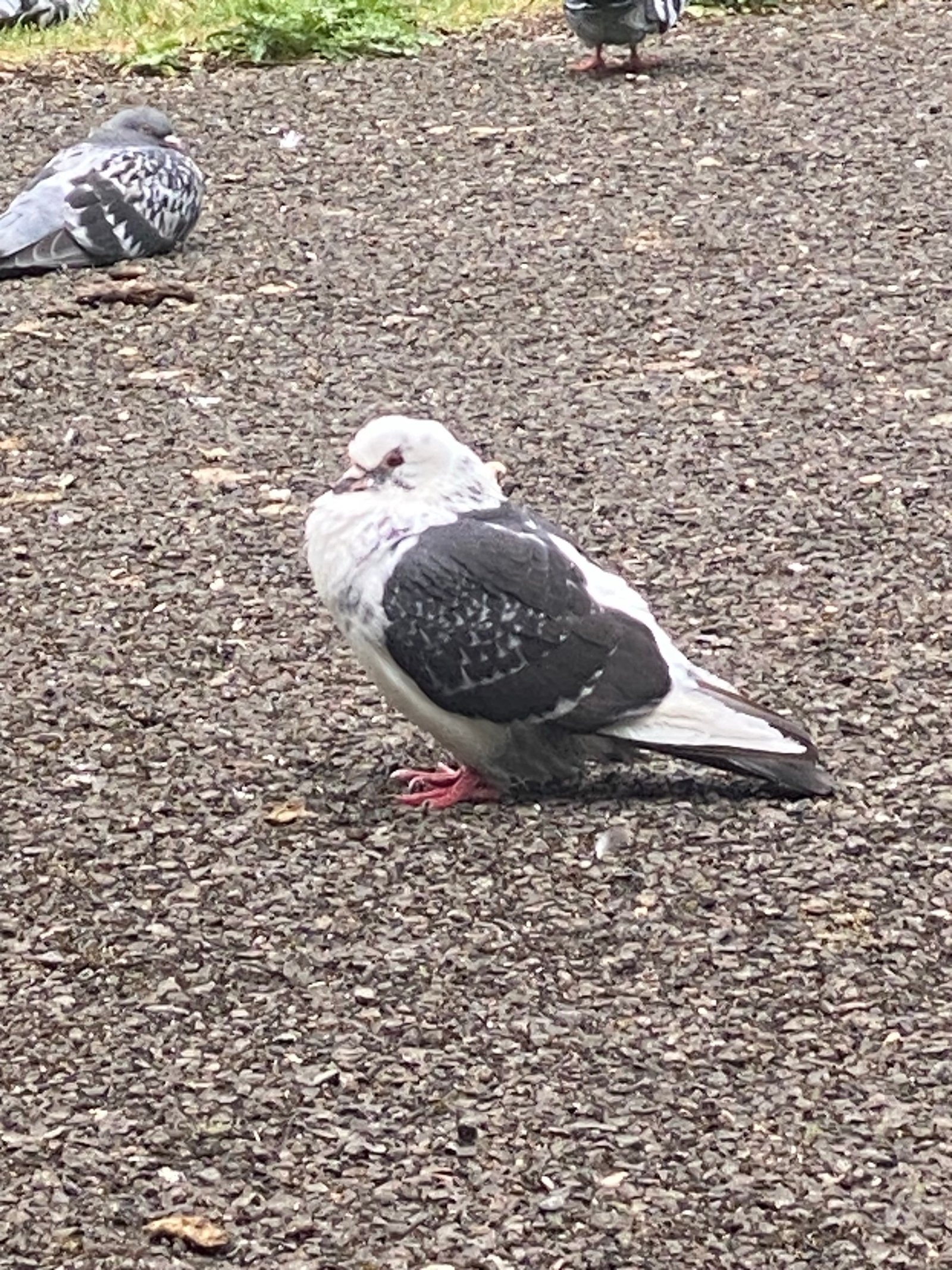 Rock Dove photographed by Jess