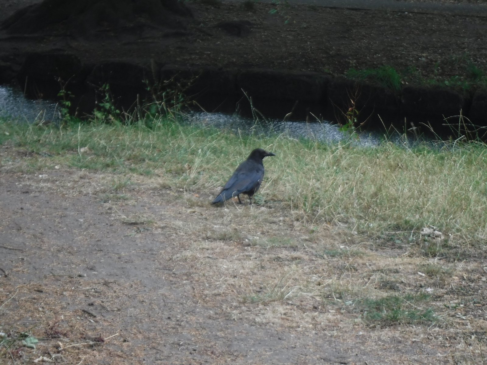 Northern Raven photographed by Jess