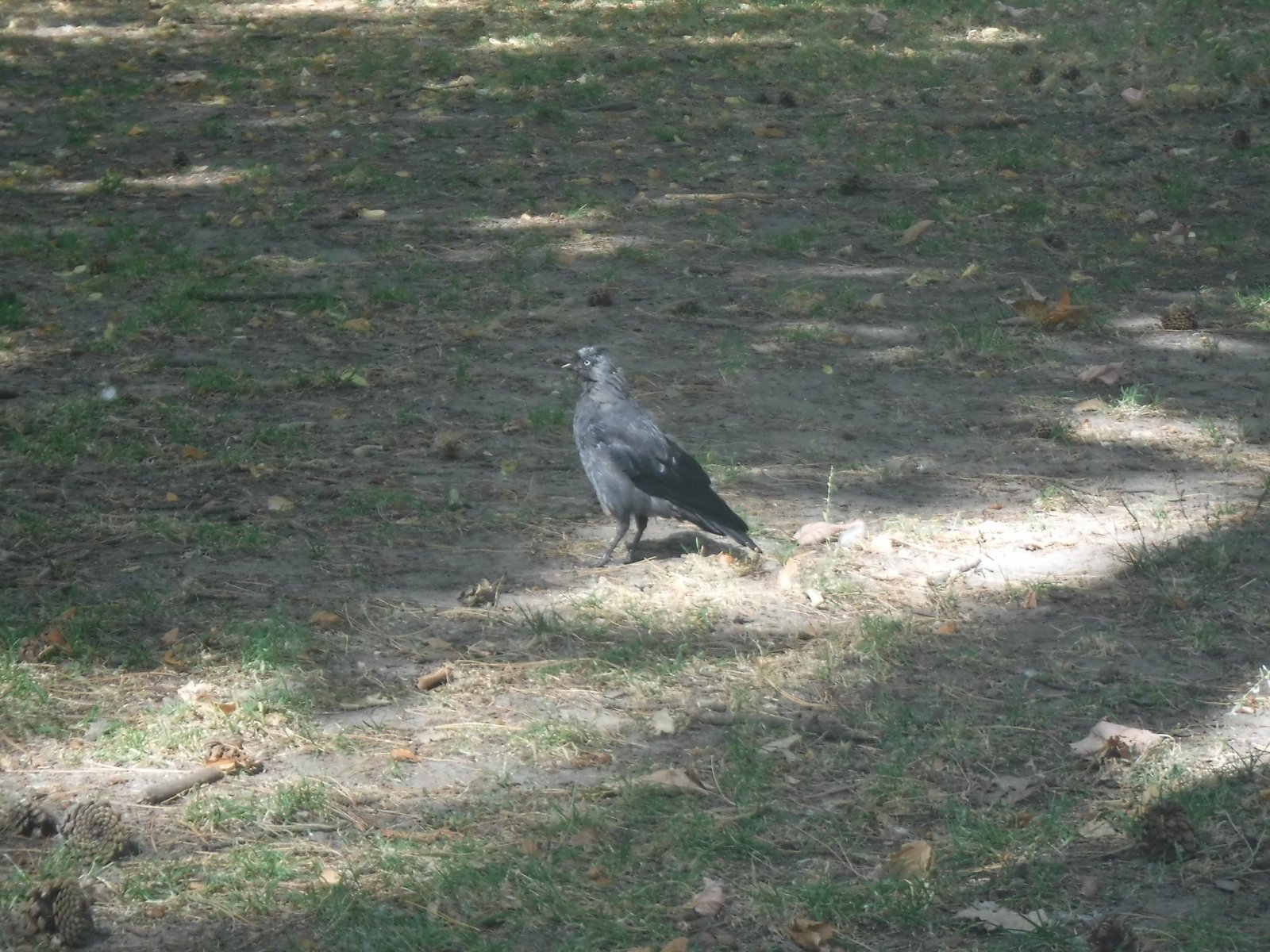 Western Jackdaw photographed by Jess