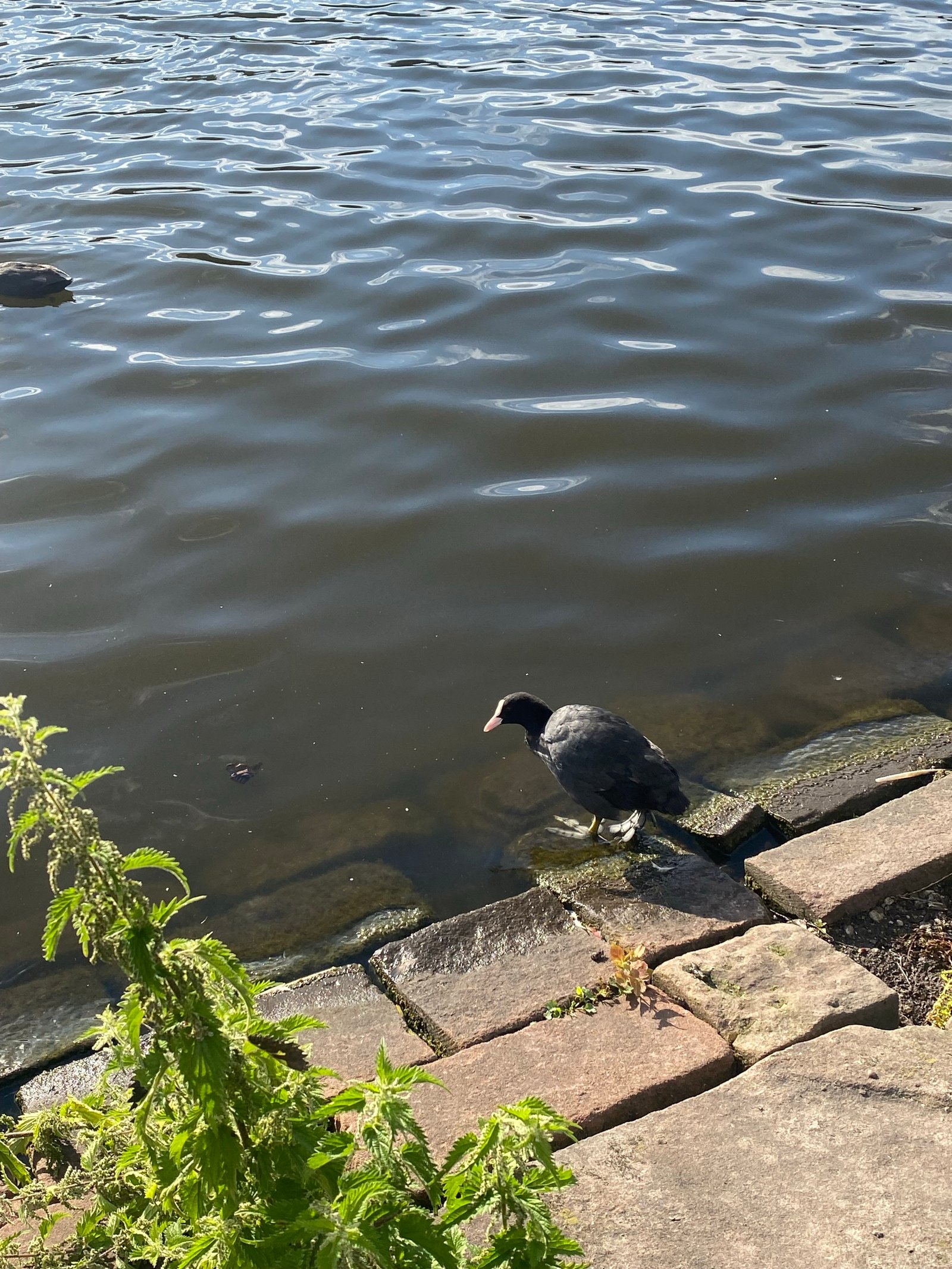 Eurasian Coot photographed by Jess