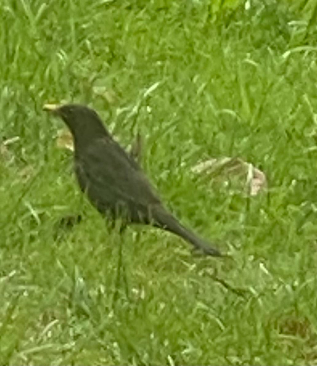 Common Blackbird photographed by Jess