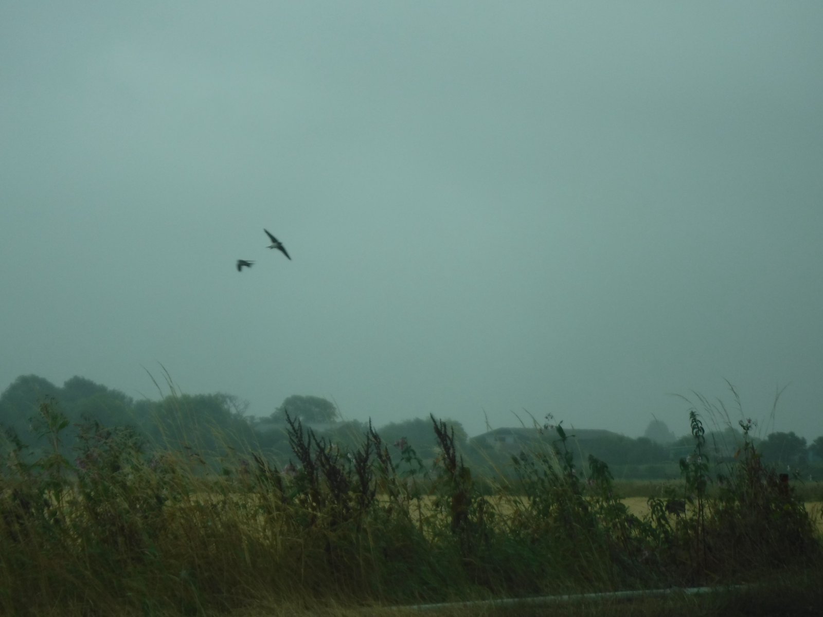 Western House Martin photographed by Jess
