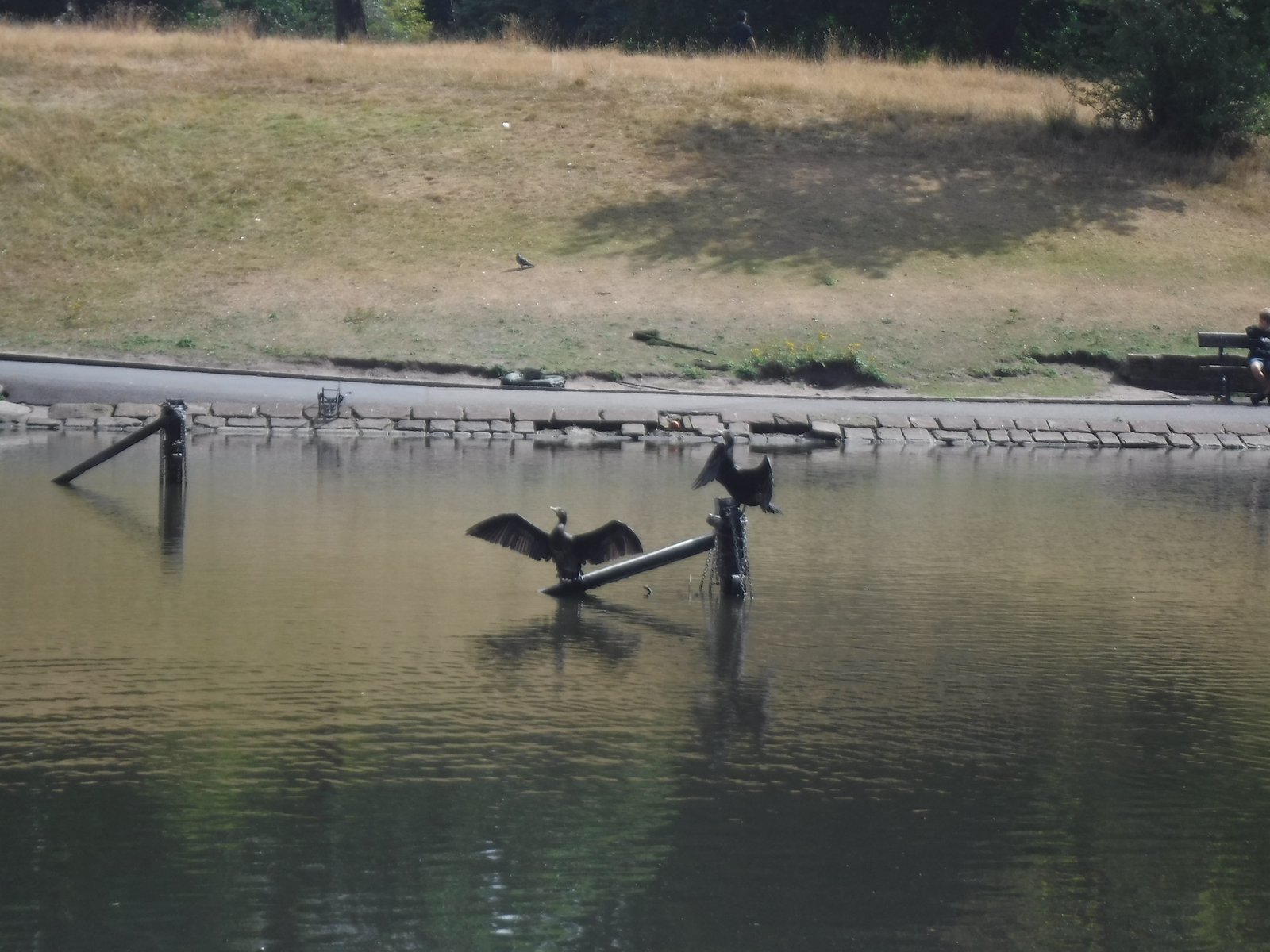 Great Cormorant photographed by Jess