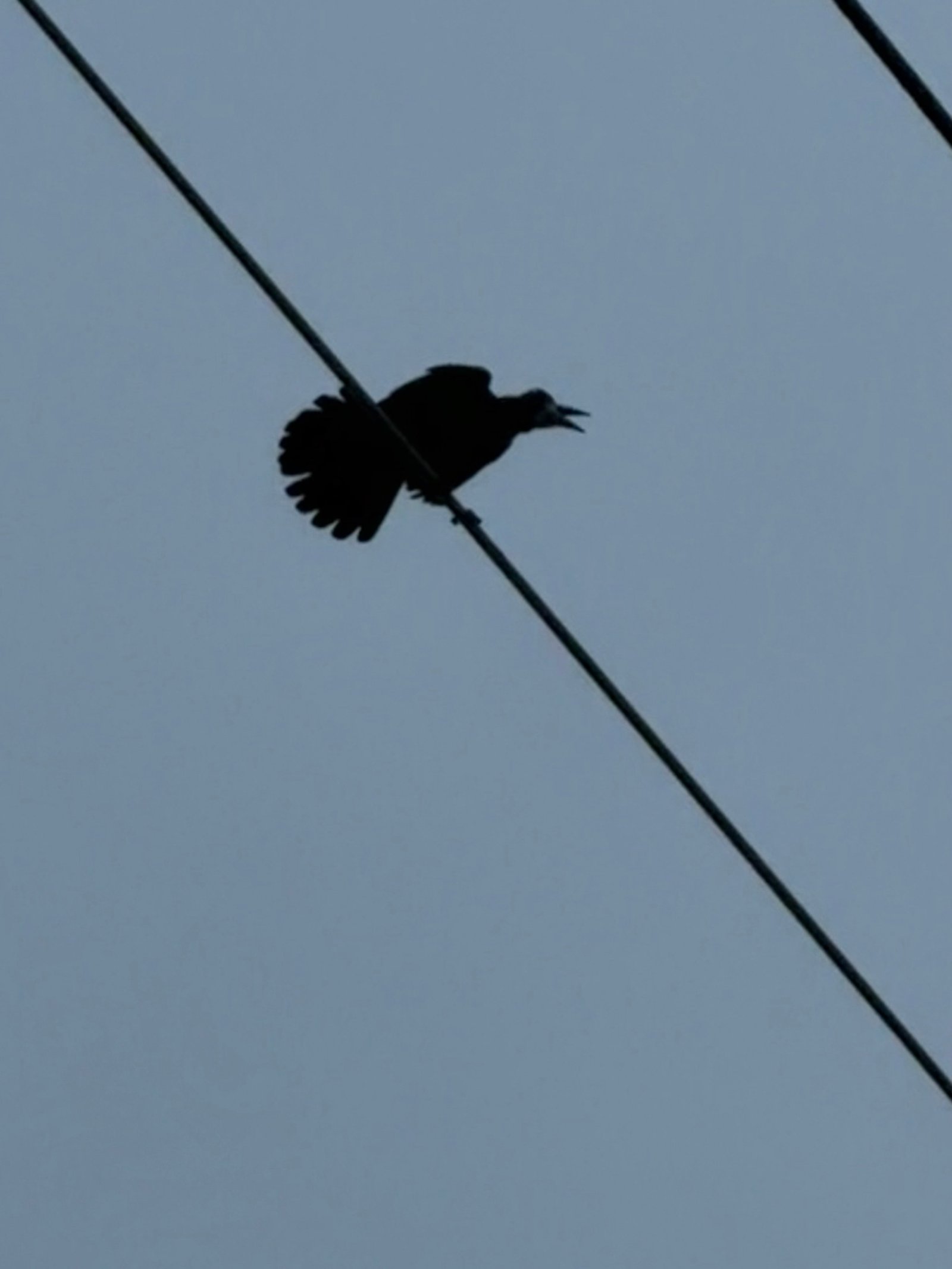Rook photographed by Jess