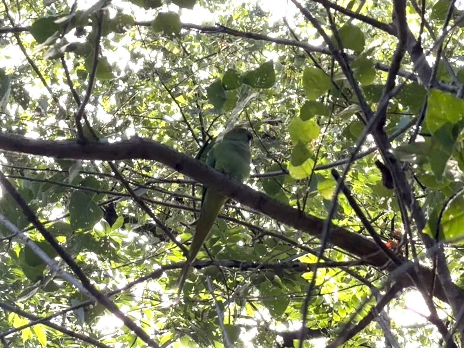 Rose-ringed Parakeet photographed by Jess