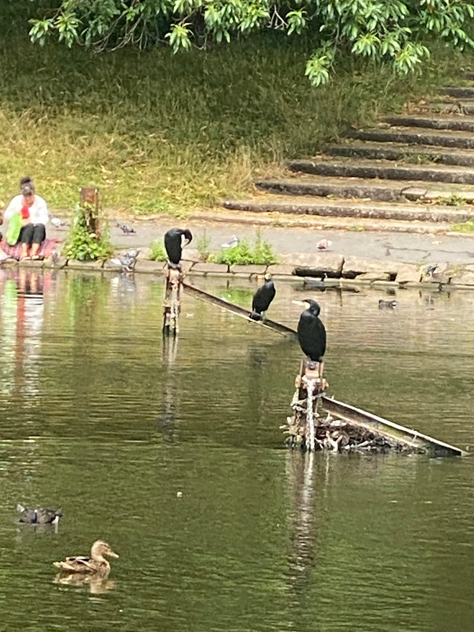 Great Cormorant photographed by Jess
