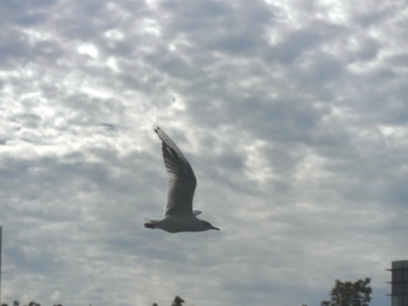 Black-headed Gull photographed by Jess