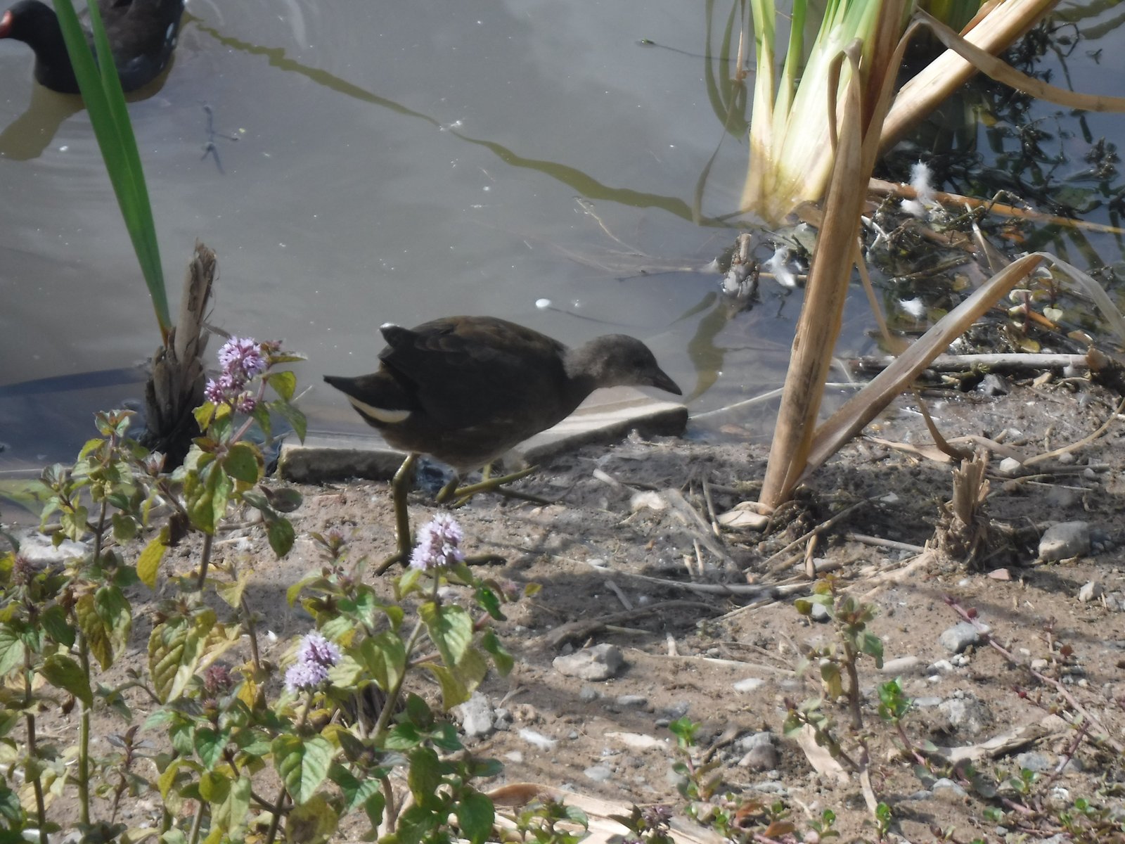 Common Moorhen photographed by Jess