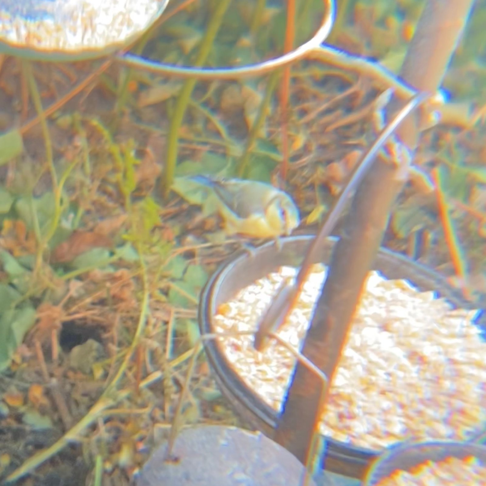 Eurasian Blue Tit photographed by Jess
