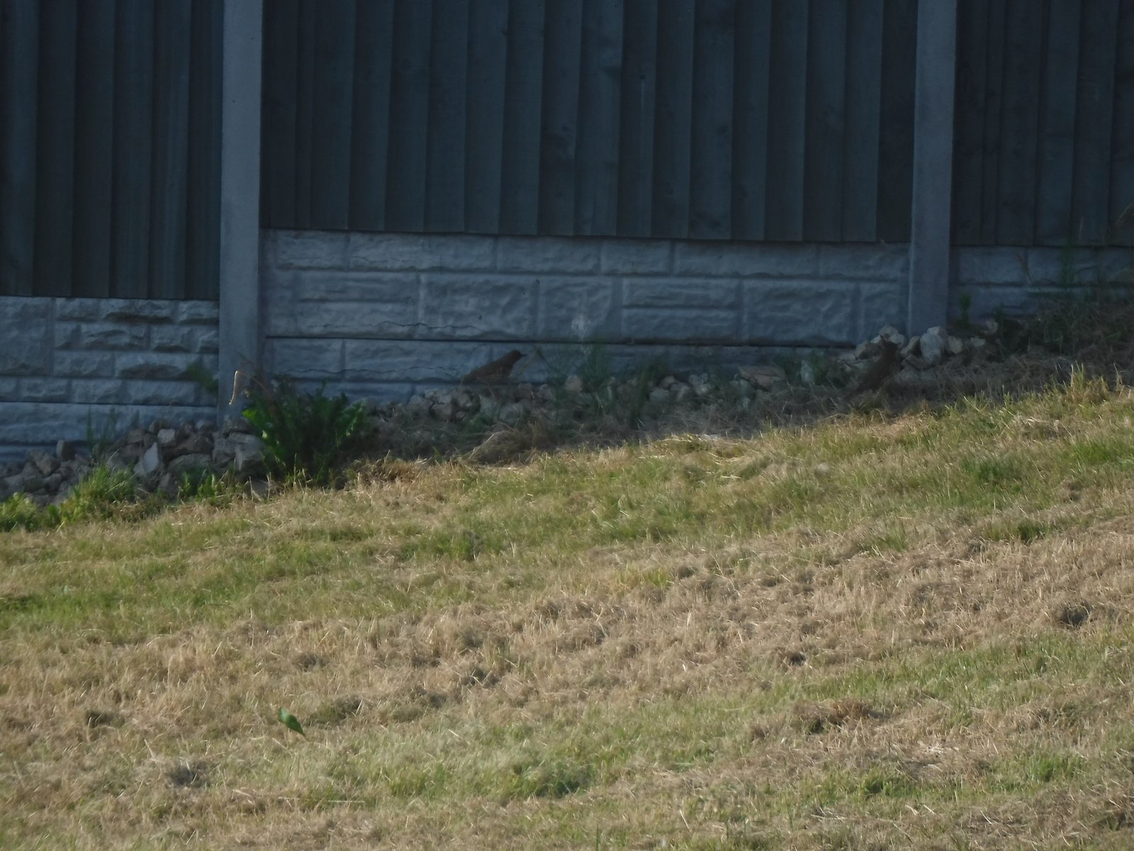 Song Thrush photographed by Jess