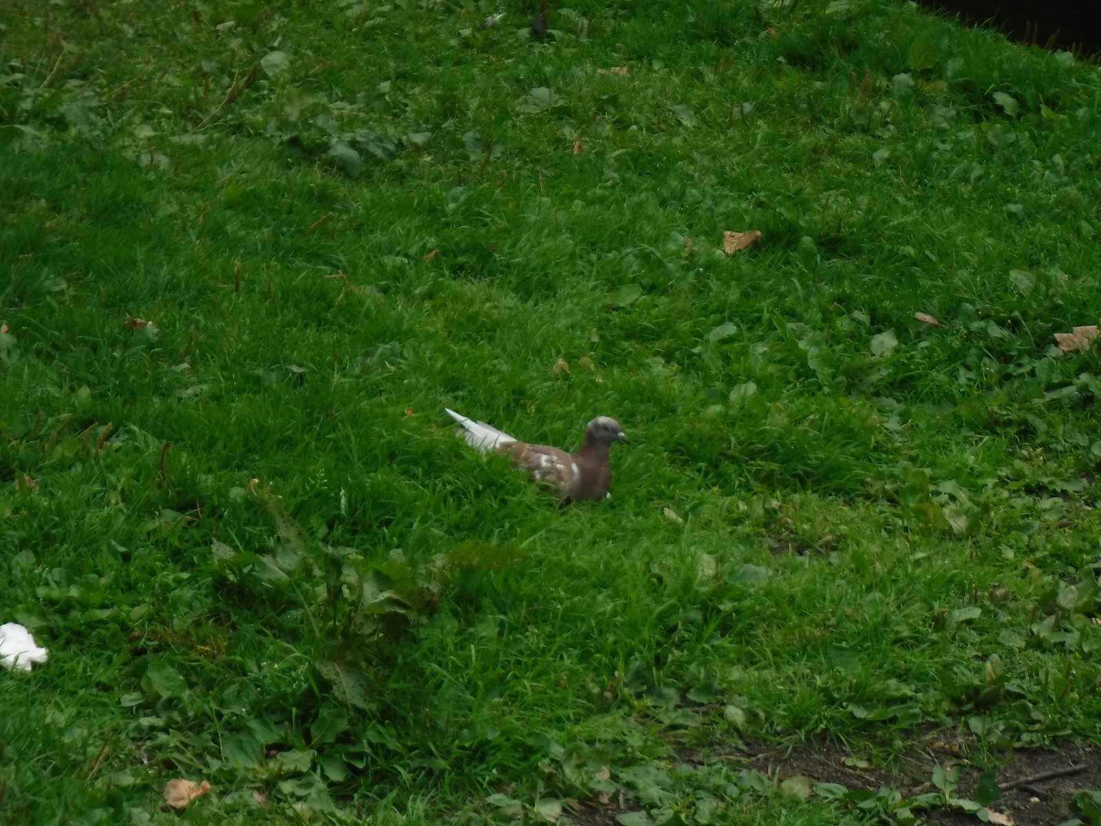 Rock Dove photographed by Jess