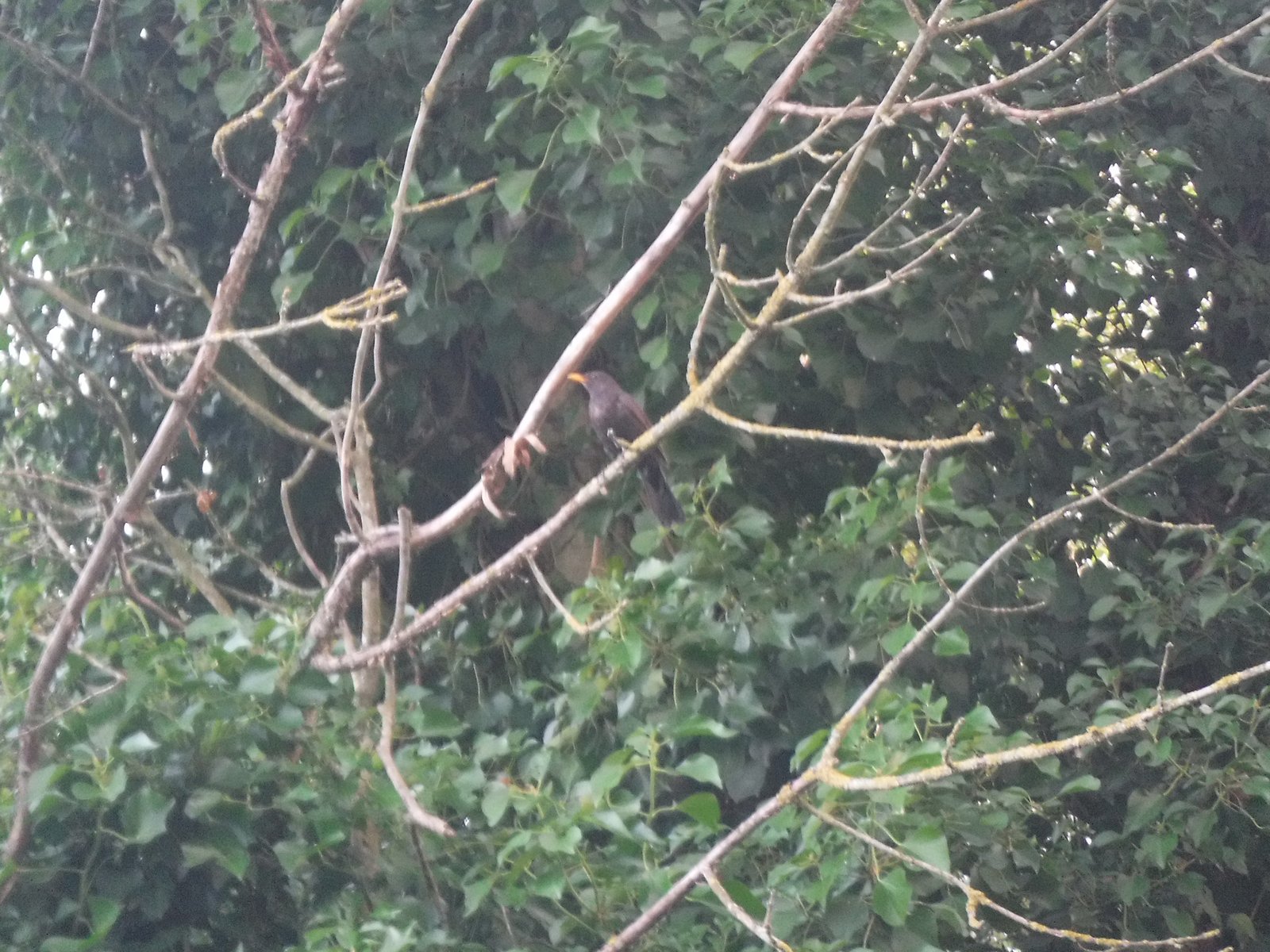 Common Blackbird photographed by Jess