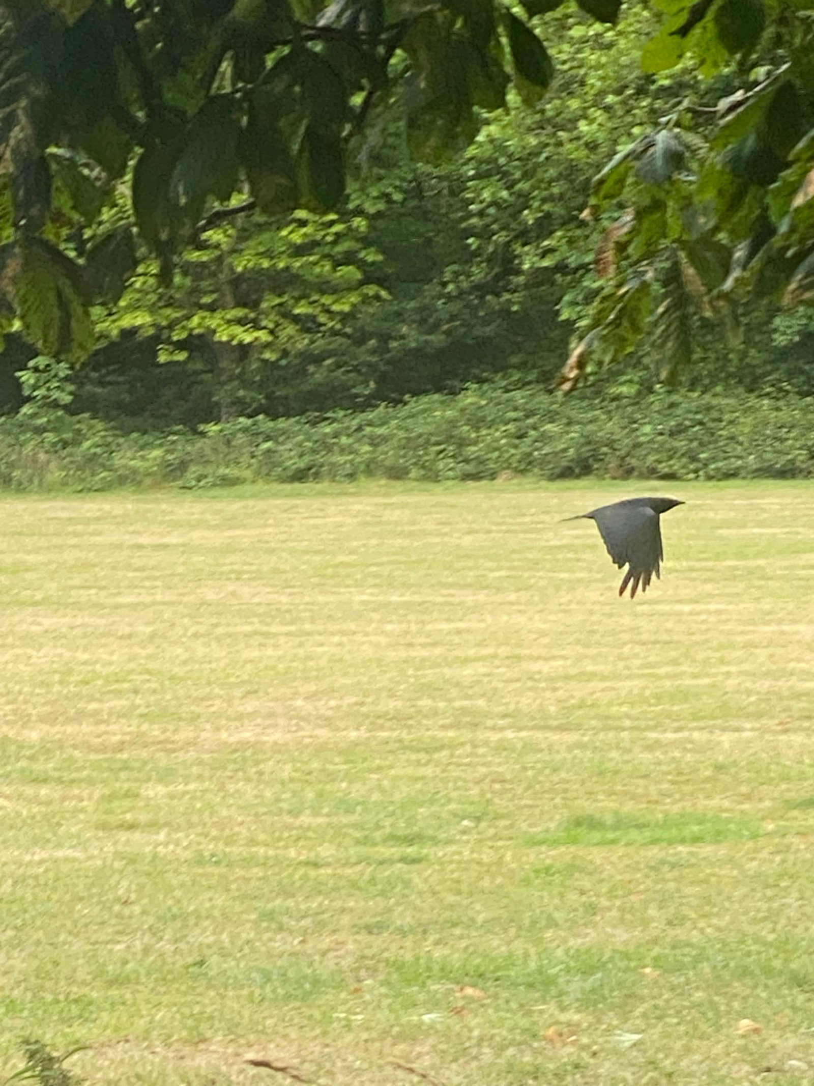 Carrion Crow photographed by Jess
