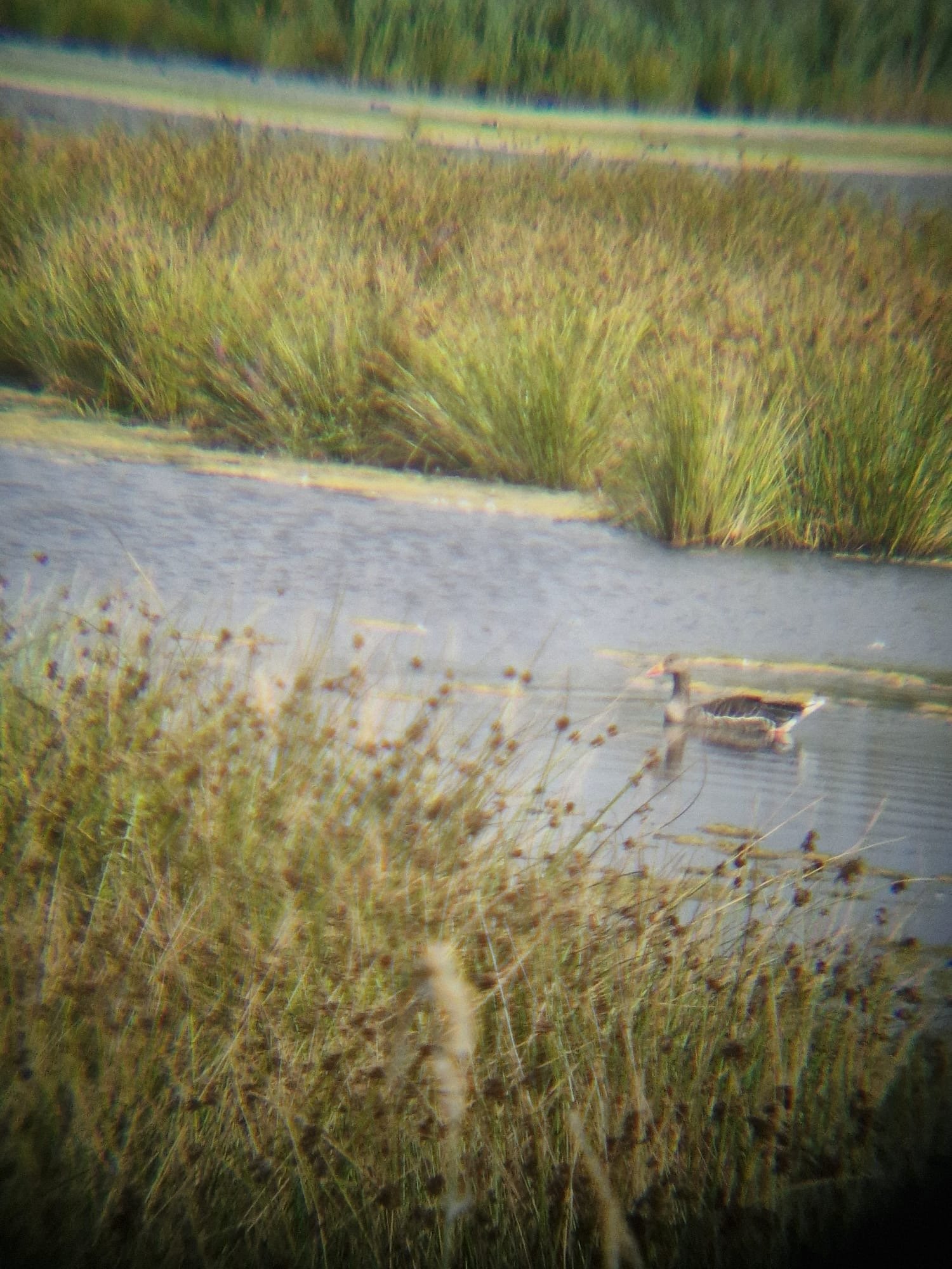 Greylag Goose photographed by Jess