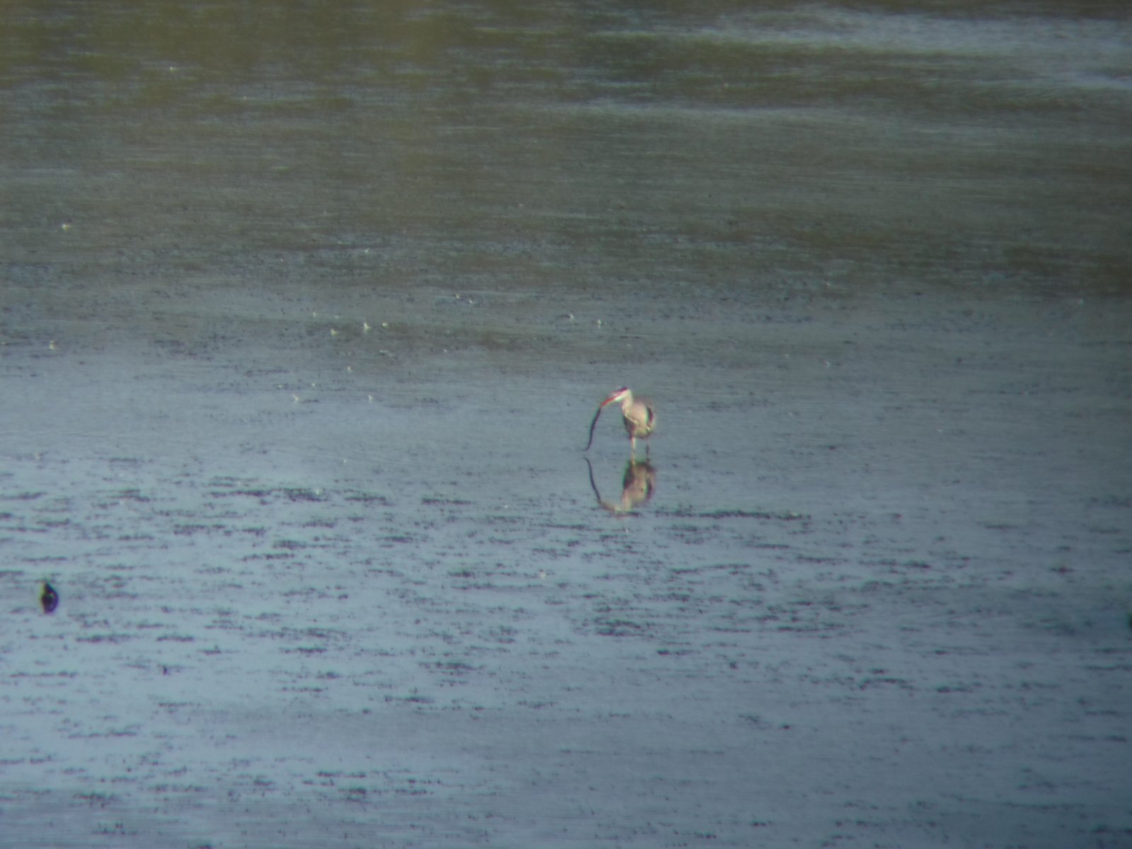 Grey Heron photographed by Jess