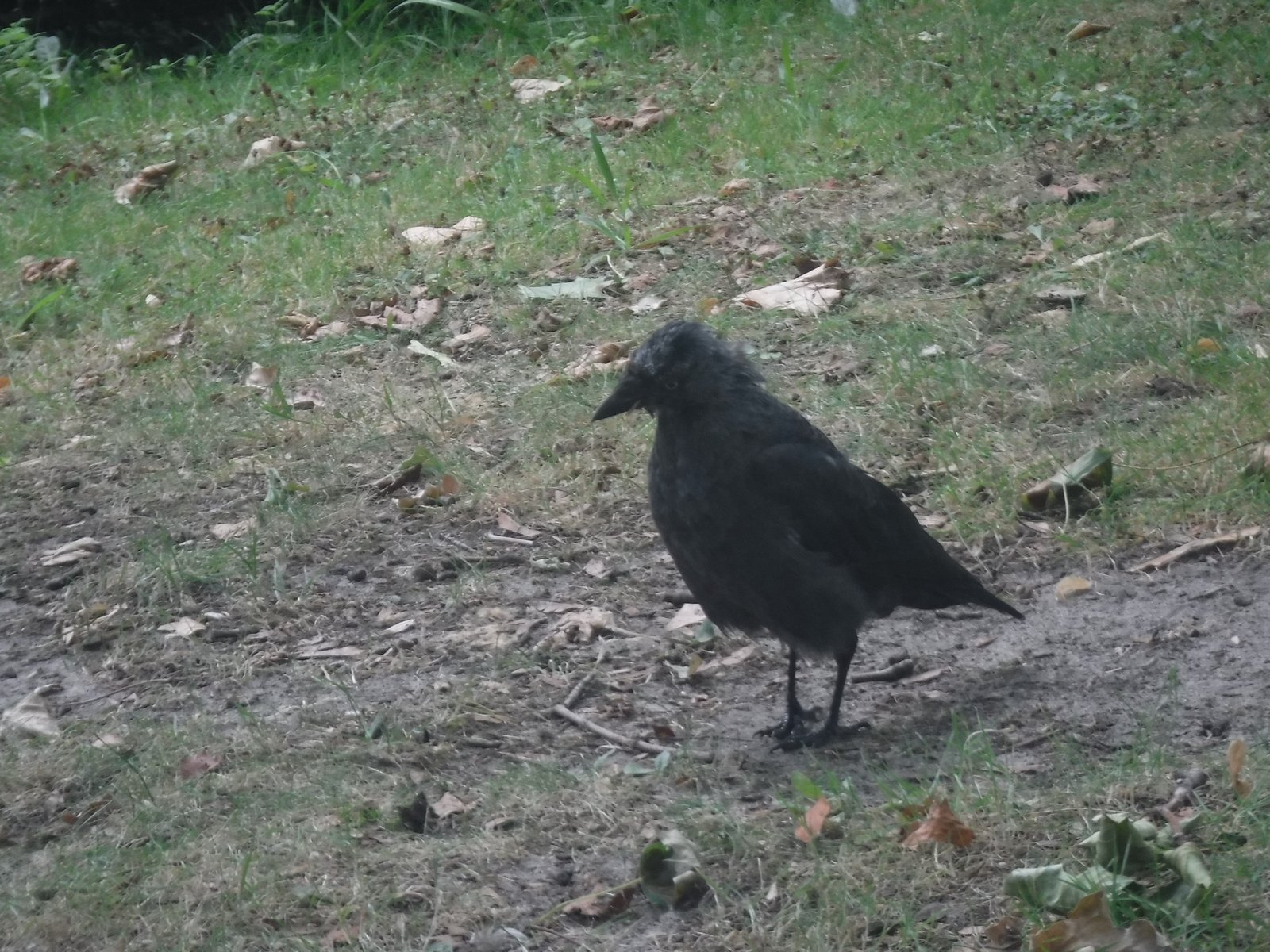Western Jackdaw photographed by Jess