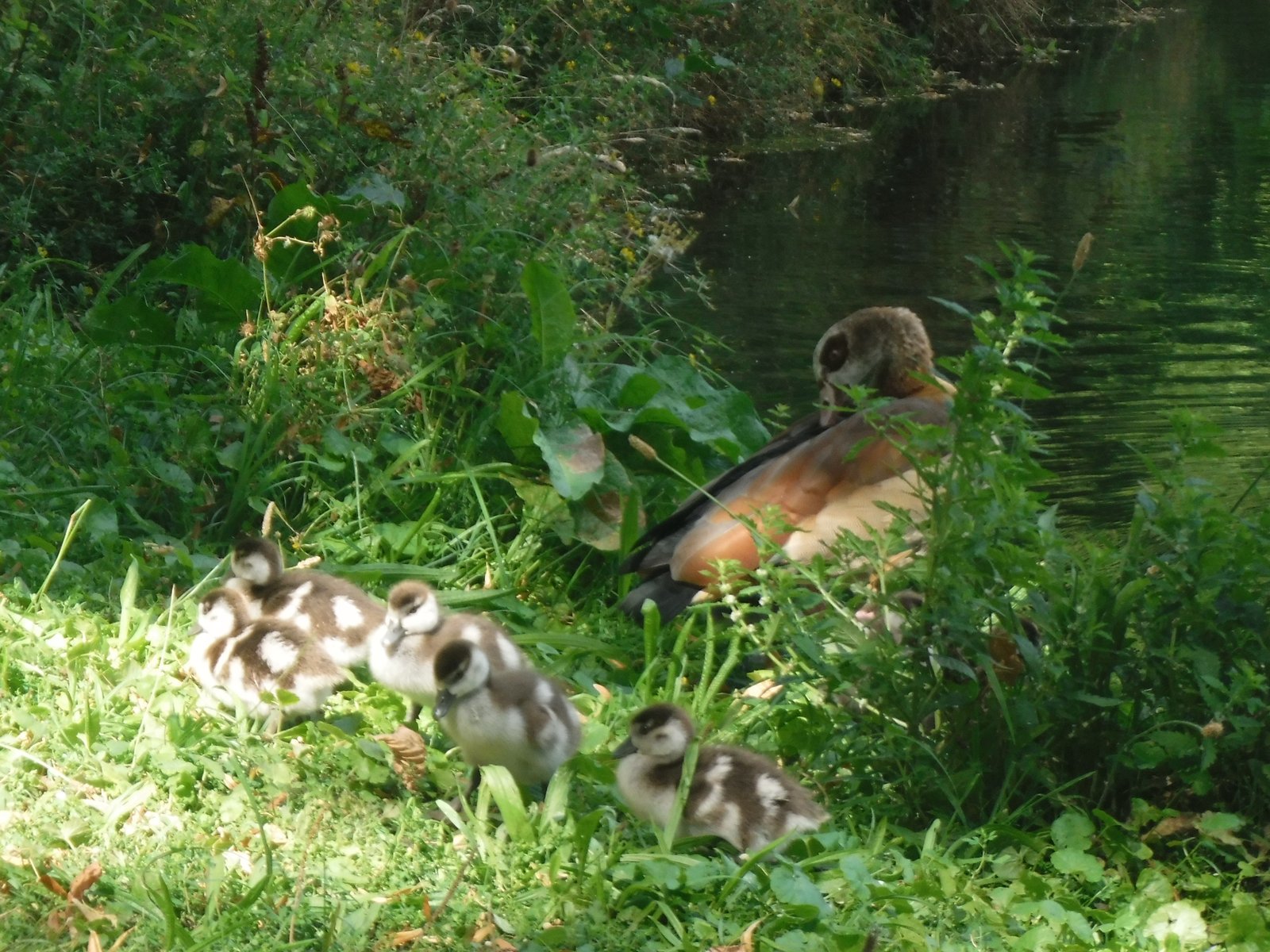 Egyptian Goose photographed by Jess