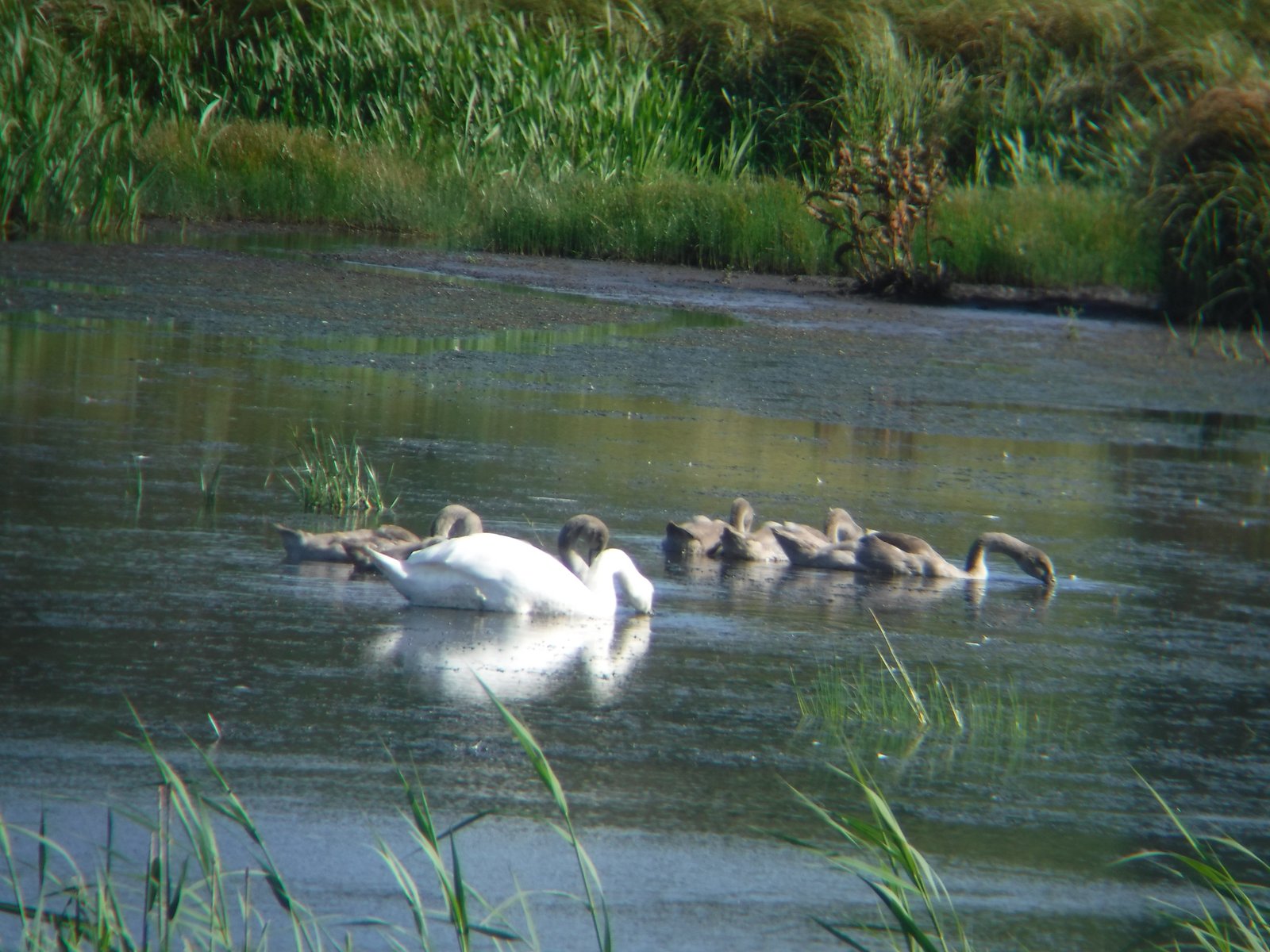 Mute Swan photographed by Jess